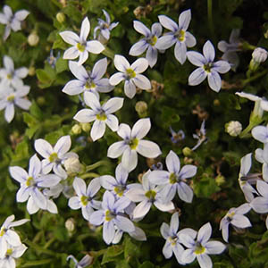 プラティア（エクボソウ） | オザキフラワーパーク | オザキフラワーパーク