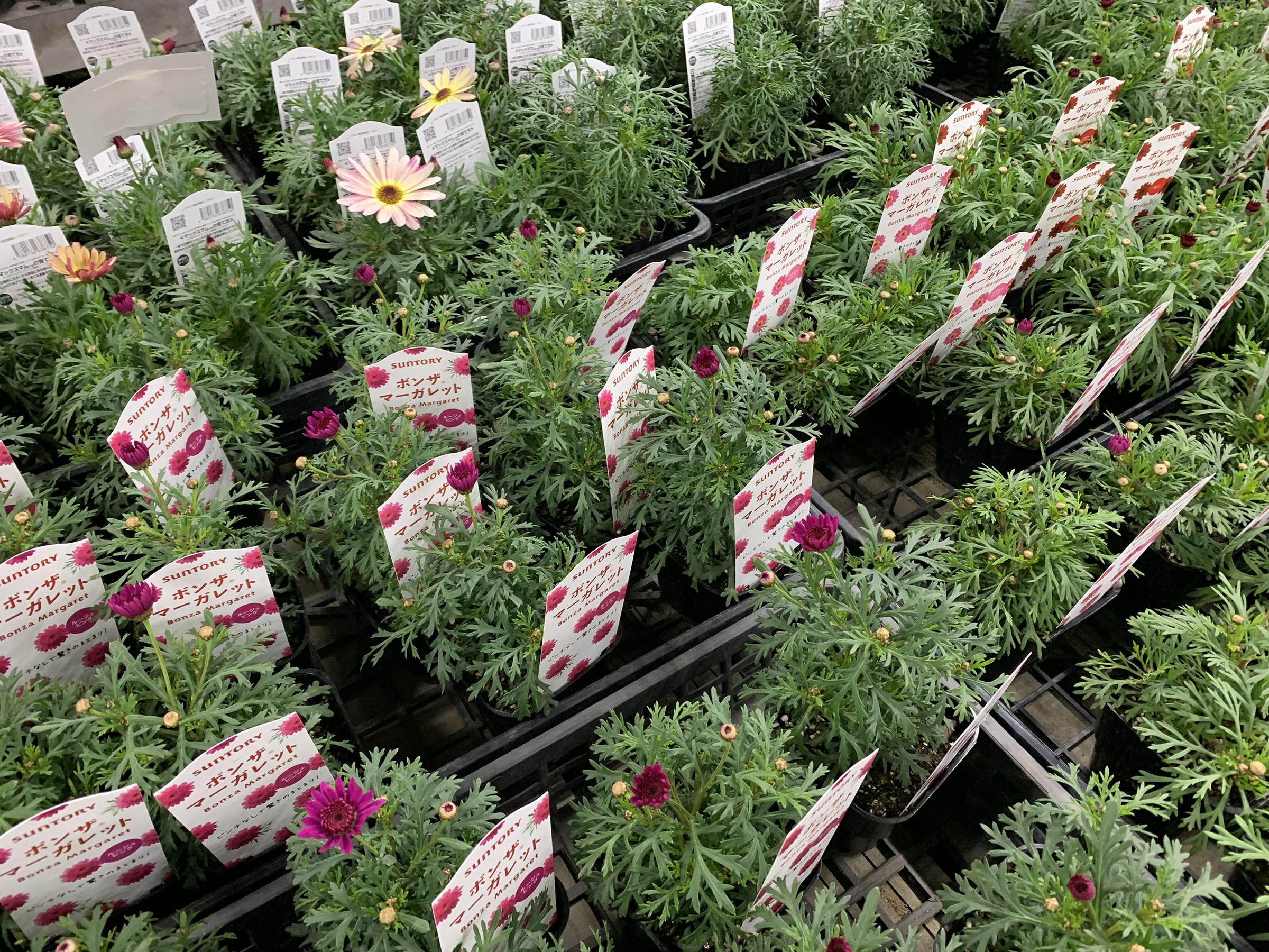 1F|入荷商品ピックアップ(ｸﾘｽﾏｽﾛｰｽﾞ、草花)＋オンラインショップ情報