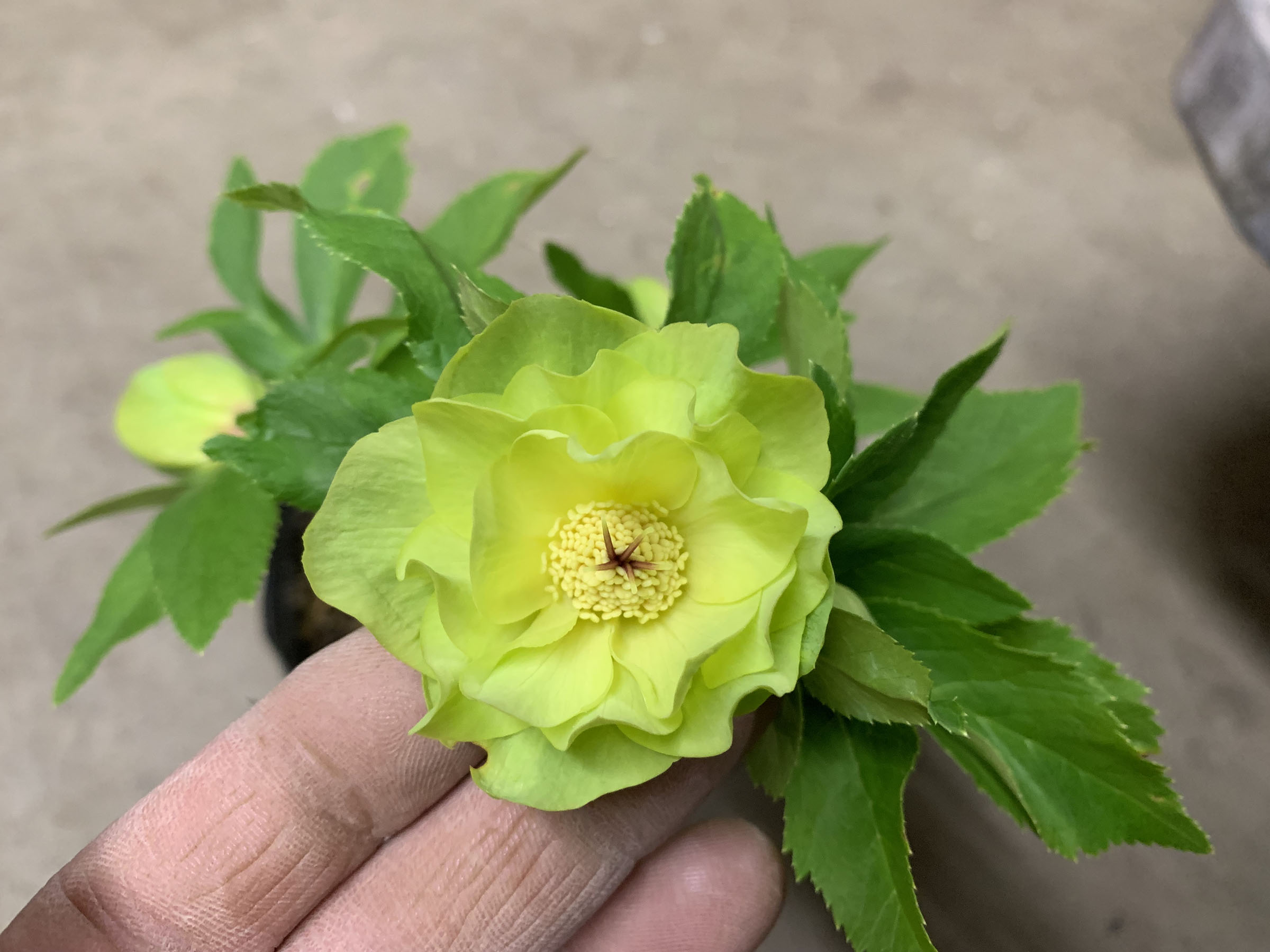 1F|入荷商品ピックアップ(ｸﾘｽﾏｽﾛｰｽﾞ、草花)＋オンラインショップ情報 