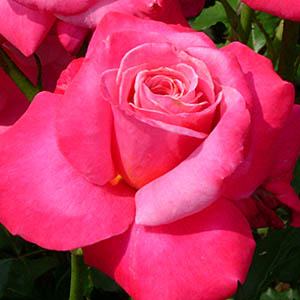 イントゥリーグ（イントリーグ）（FL） | オザキフラワーパーク