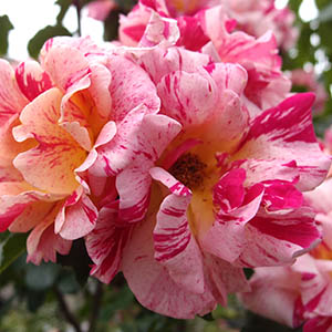 エドガードガ（FR/S） | オザキフラワーパーク