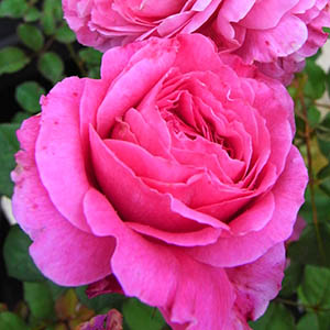 朝比野文雄　10号薔薇 朝比野文雄 10号薔薇 朝比野文雄 10号薔薇 高雄(たかお