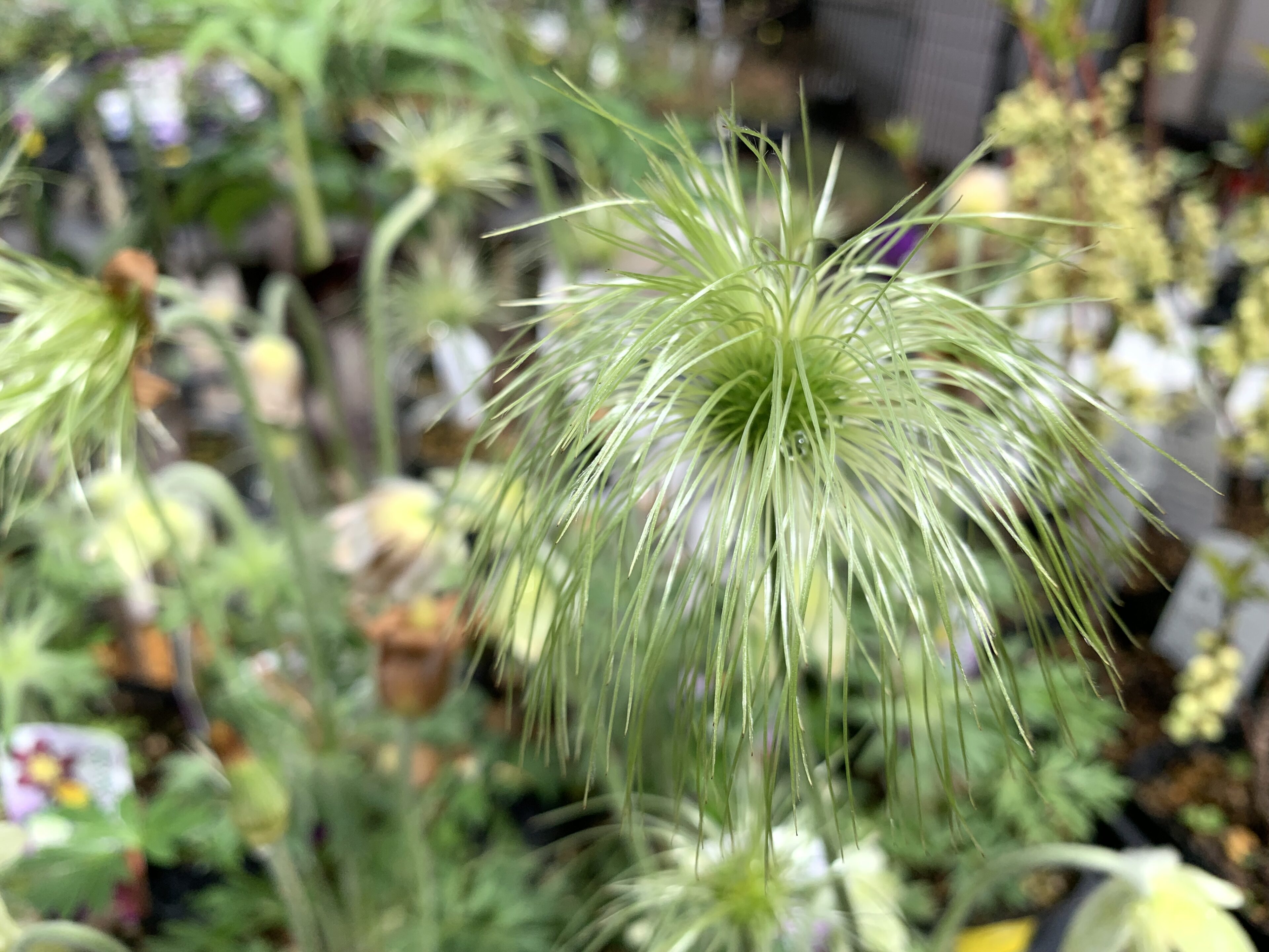 1F|入荷商品ピックアップ | オザキフラワーパーク | オザキフラワーパーク