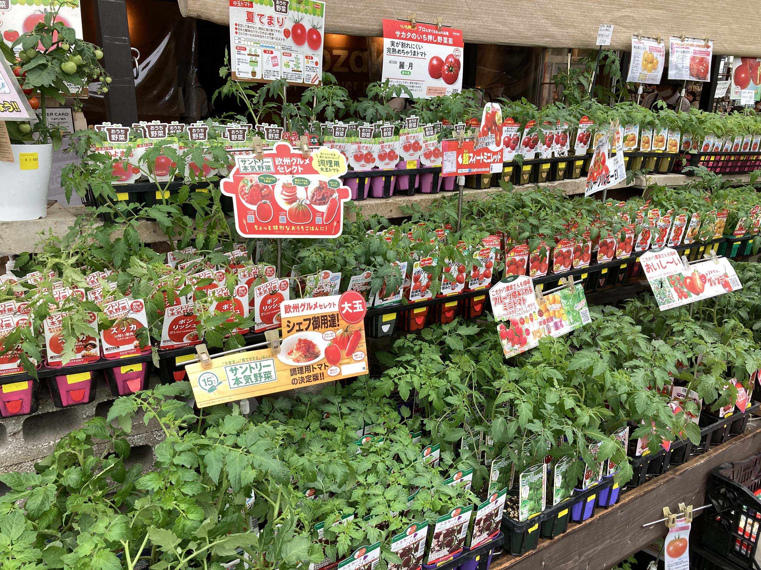 1F| 夏野菜の植え付け時が訪れました | オザキフラワーパーク | オザキ