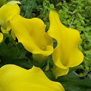 K.HAYAKAWA 【カラーの花】 カラー | オザキフラワーパーク