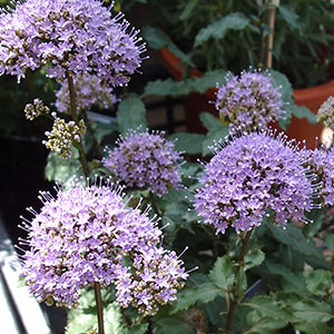 ユウギリソウ（夕霧草） | オザキフラワーパーク | オザキフラワーパーク