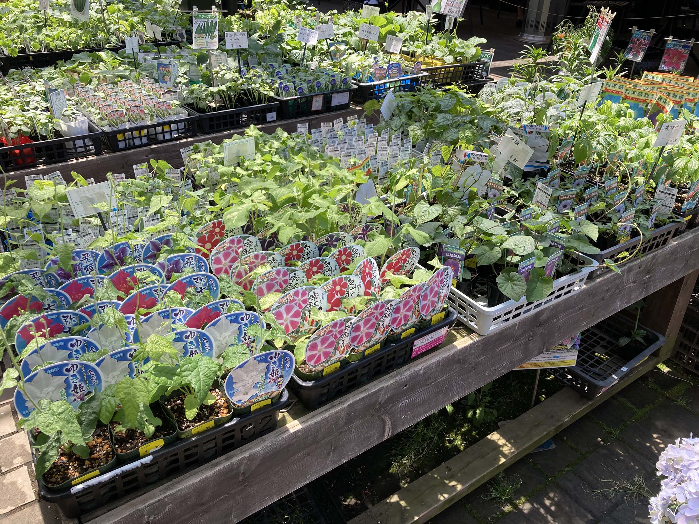 1F| 人気の朝顔3品種、他 | オザキフラワーパーク
