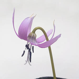 山野草 1 片栗（カタクリ）（青花）通常花 画像の苗全部の出品 第四