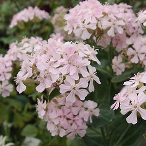 シレネ・アルメリア（ムシトリナデシコ）（サクラコマチ） | オザキ