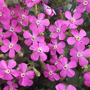 シレネ・ピンクパンサー（シレネ・カロリニアナ） | オザキフラワーパーク