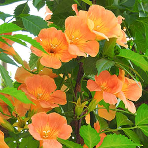 ノウゼンカズラ（凌霄花） | オザキフラワーパーク | オザキフラワーパーク