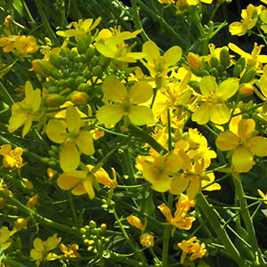 菜の花 なのはな（菜の花） | オザキフラワーパーク