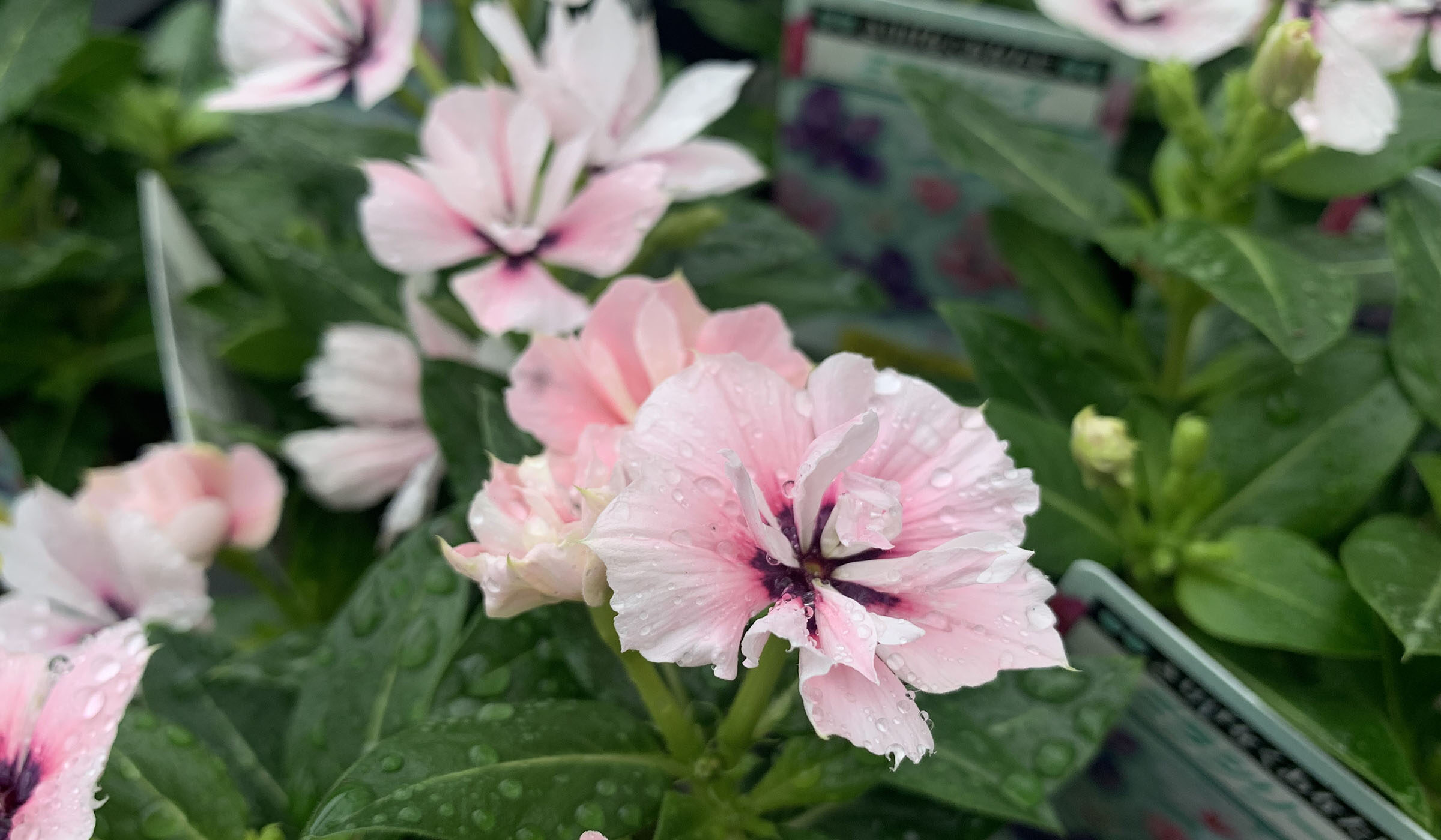 シルバー 花模様 盃 140g 1F|入荷商品ピックアップ | オザキフラワー 