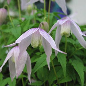 クレマチス アルピナ ウイリー | オザキフラワーパーク | オザキ