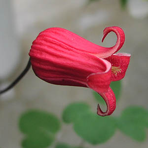 赤色チュウリップ咲きクレマチス チューリップ咲きクレマチス【赤色系】 商品詳細