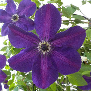 クレマチス ナイトベール | オザキフラワーパーク | オザキフラワーパーク