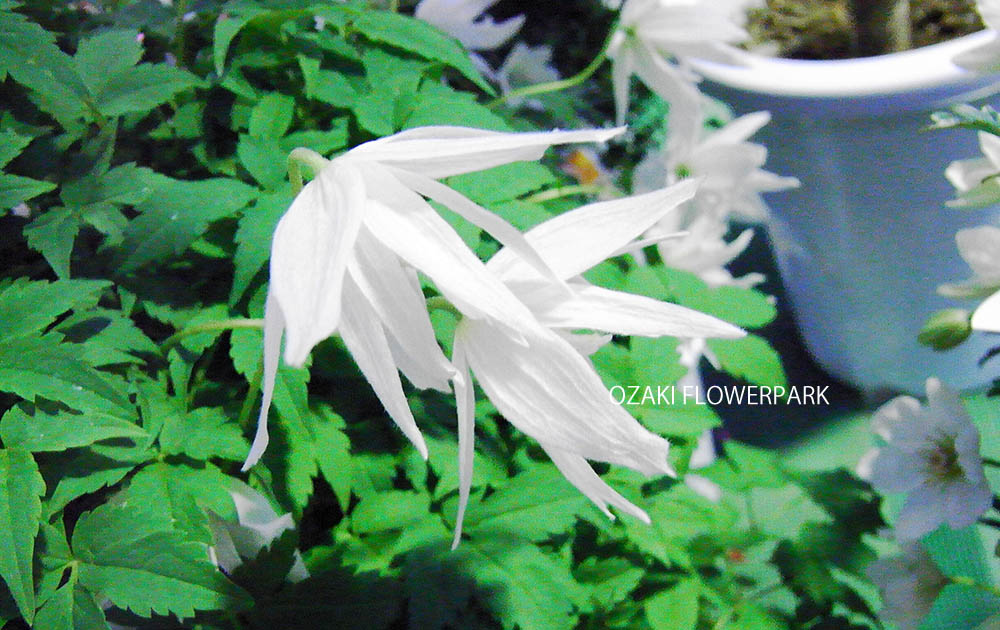 クレマチス　マクロペタラ（白花）