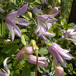 クレマチス ミニベル（ミニーベル、ミーネベル） | オザキフラワー