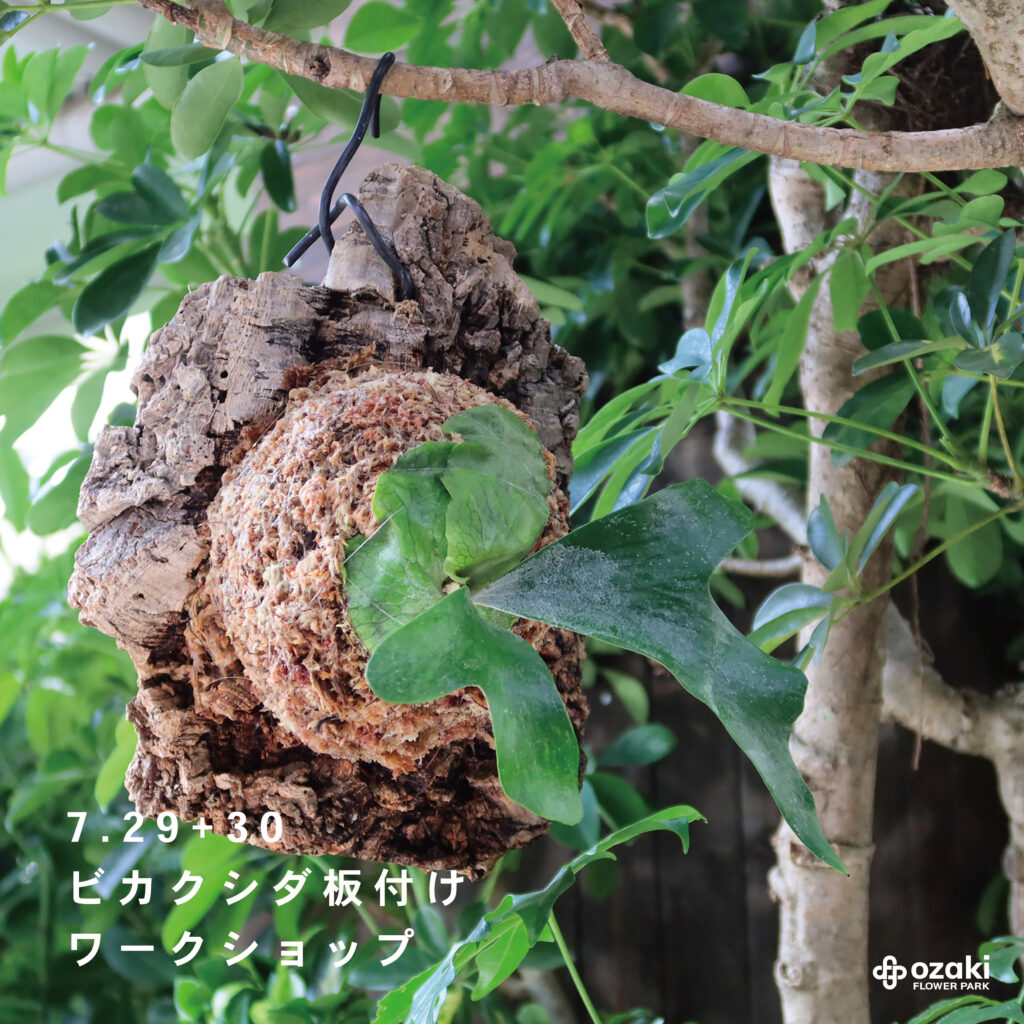お取引中】ビカクシダ 板付け2点セット ＋ビカクシダ 板付けお直し 