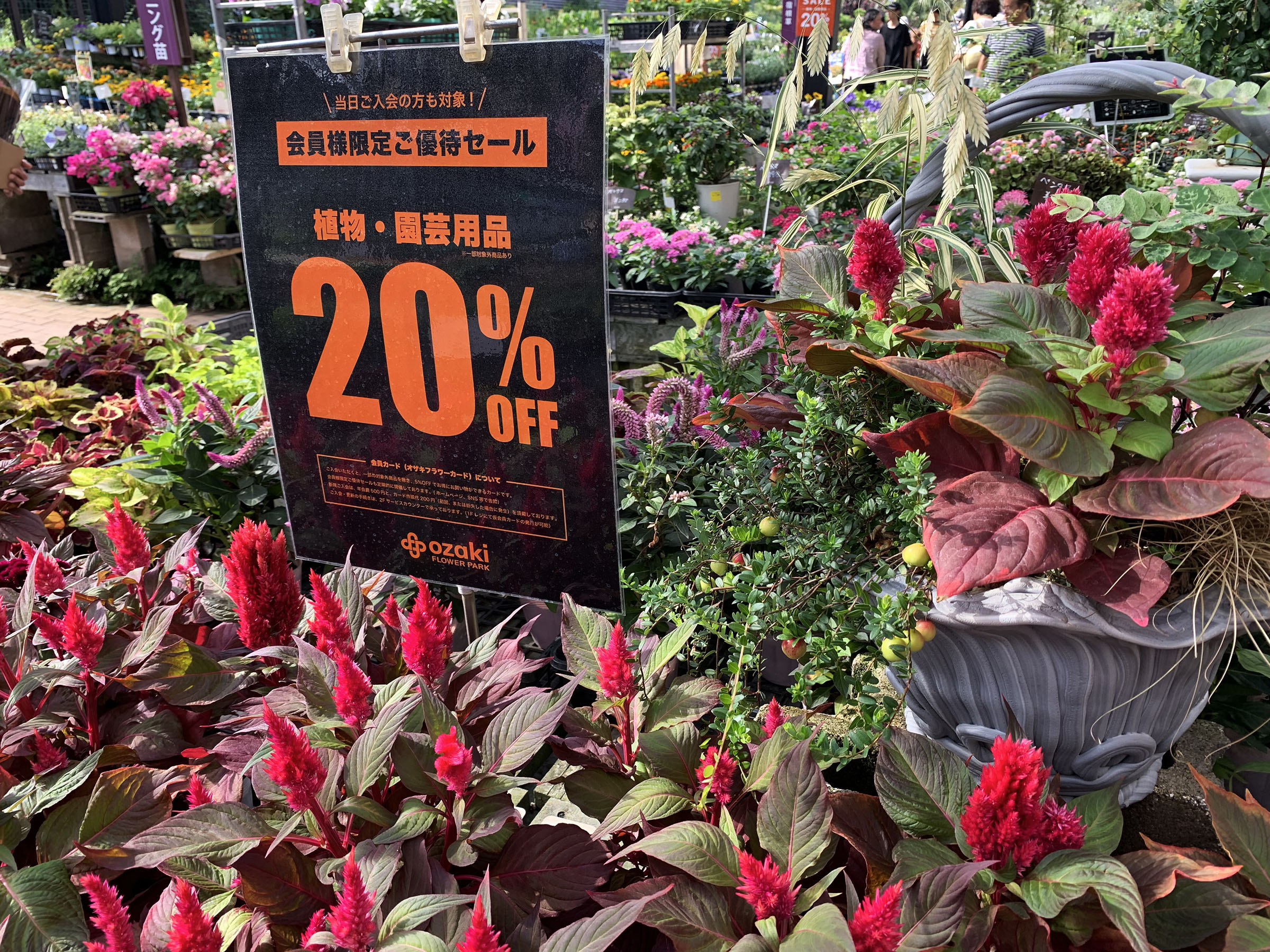 セールのすゝめ 寄せ植え編 | オザキフラワーパーク | オザキフラワー