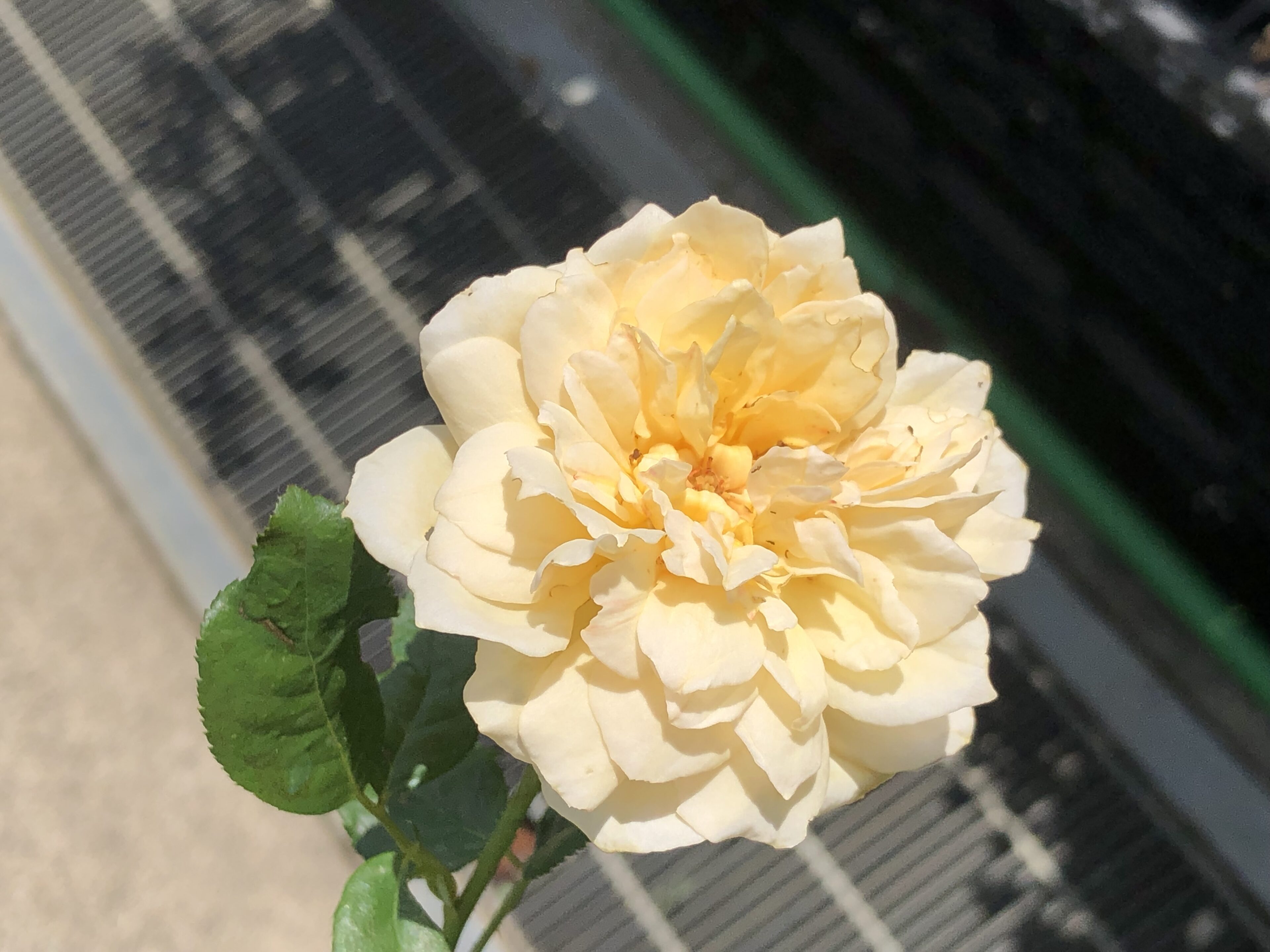 バラ店頭在庫ご紹介 | オザキフラワーパーク | オザキフラワーパーク