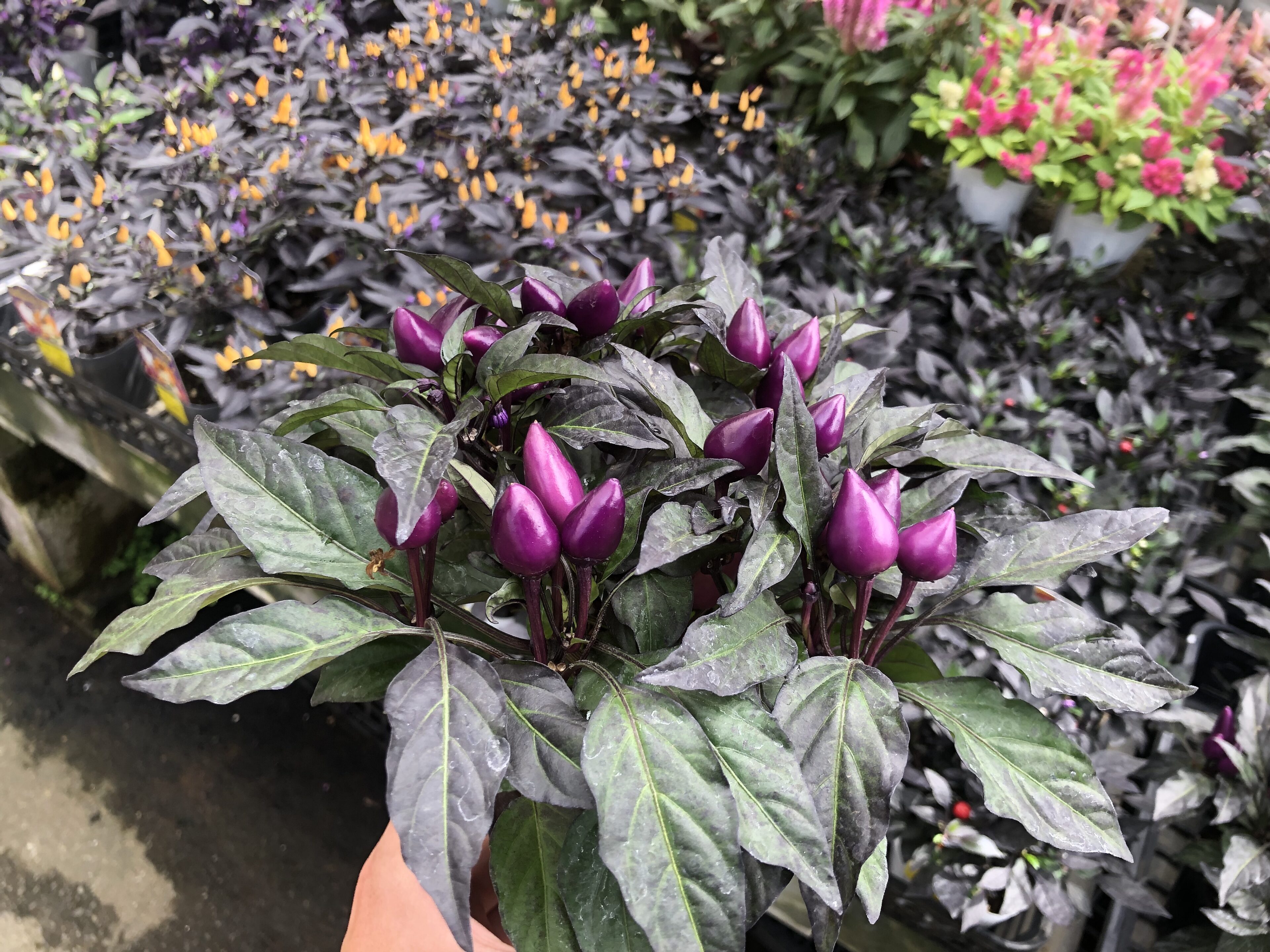 40年山吹の株　フラワーパークや庭のアクセントに 40年山吹の株 フラワーパークや庭のアクセントに