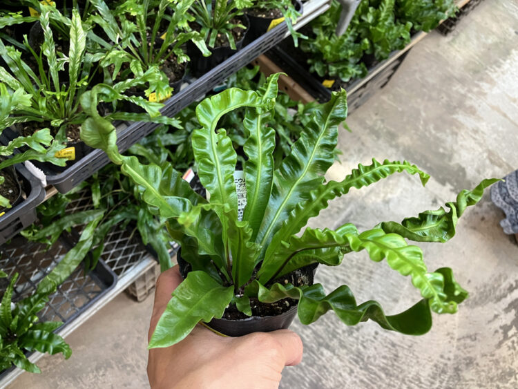 観葉植物 今週の売場ご紹介 | オザキフラワーパーク | オザキフラワーパーク