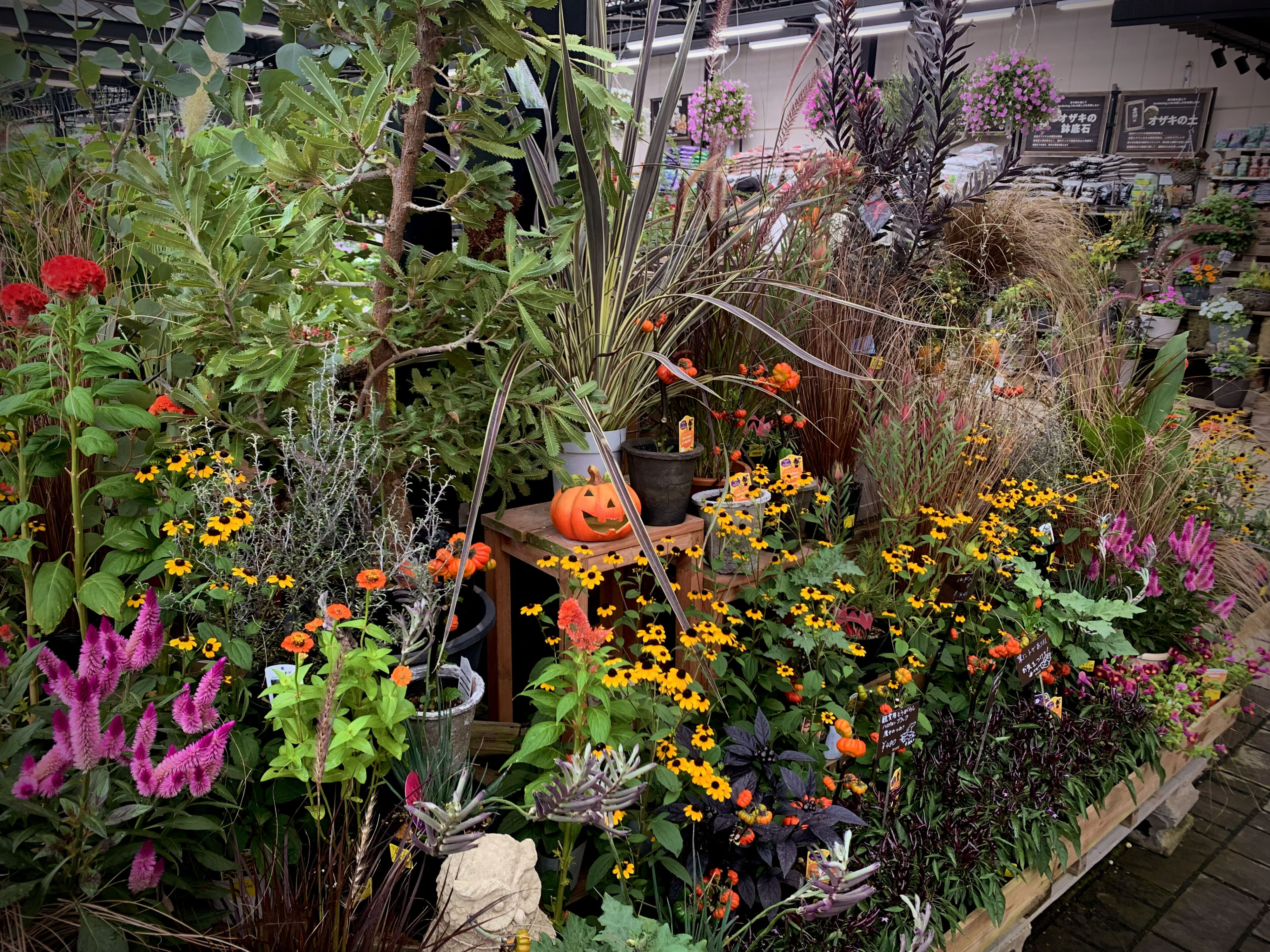 入荷商品ピックアップ 秋らしくなってきました～ | オザキフラワー