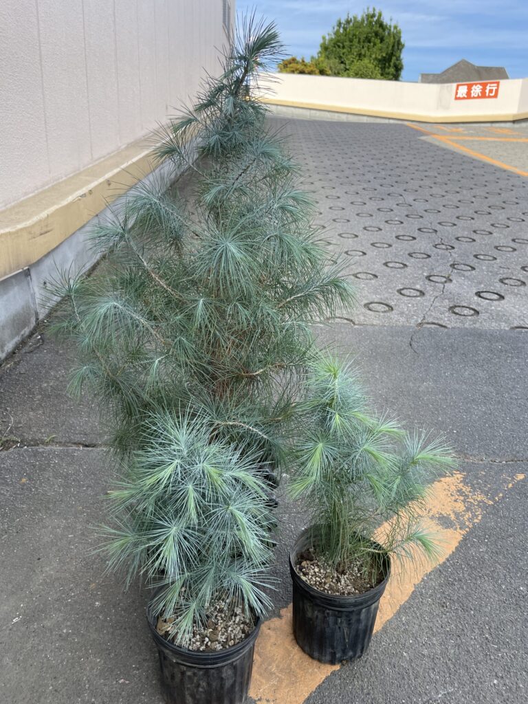 マルチネスピニョンマツ 種子100粒+α Pinus Maximartinezi - www ...