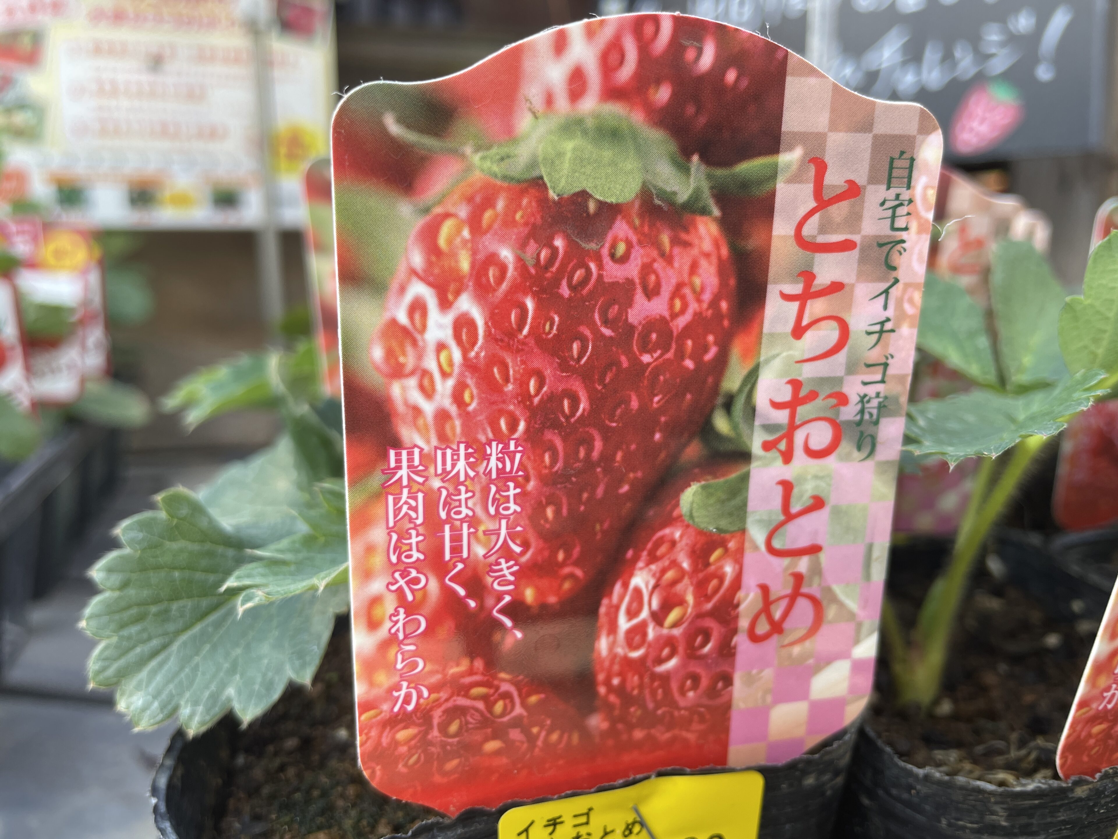 いちごページ　花苗 野菜苗「本気野菜イチゴ」が販売スタートしました！|サントリー
