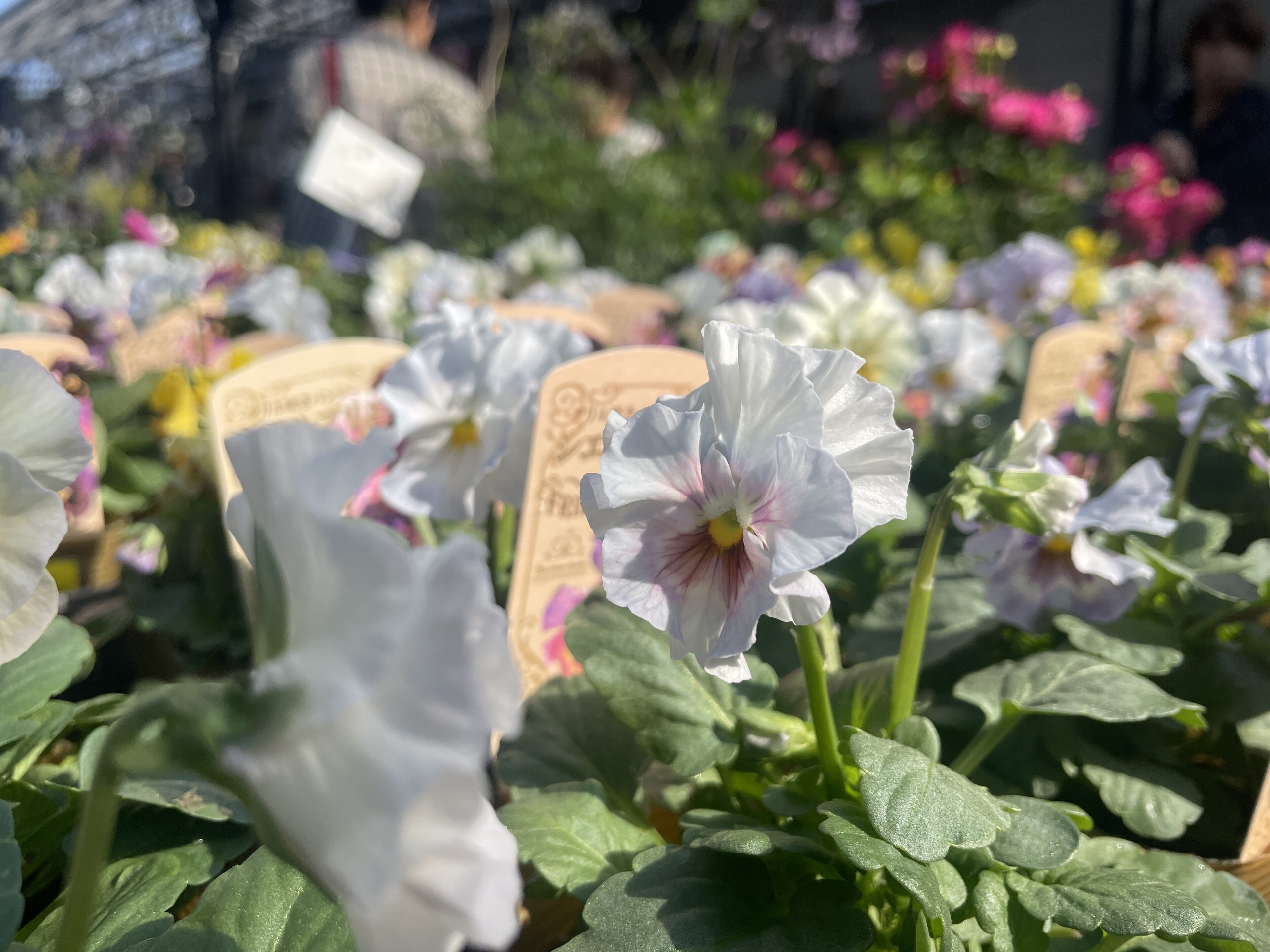 花苗植木、秋の入荷ピックアップ | オザキフラワーパーク | オザキ