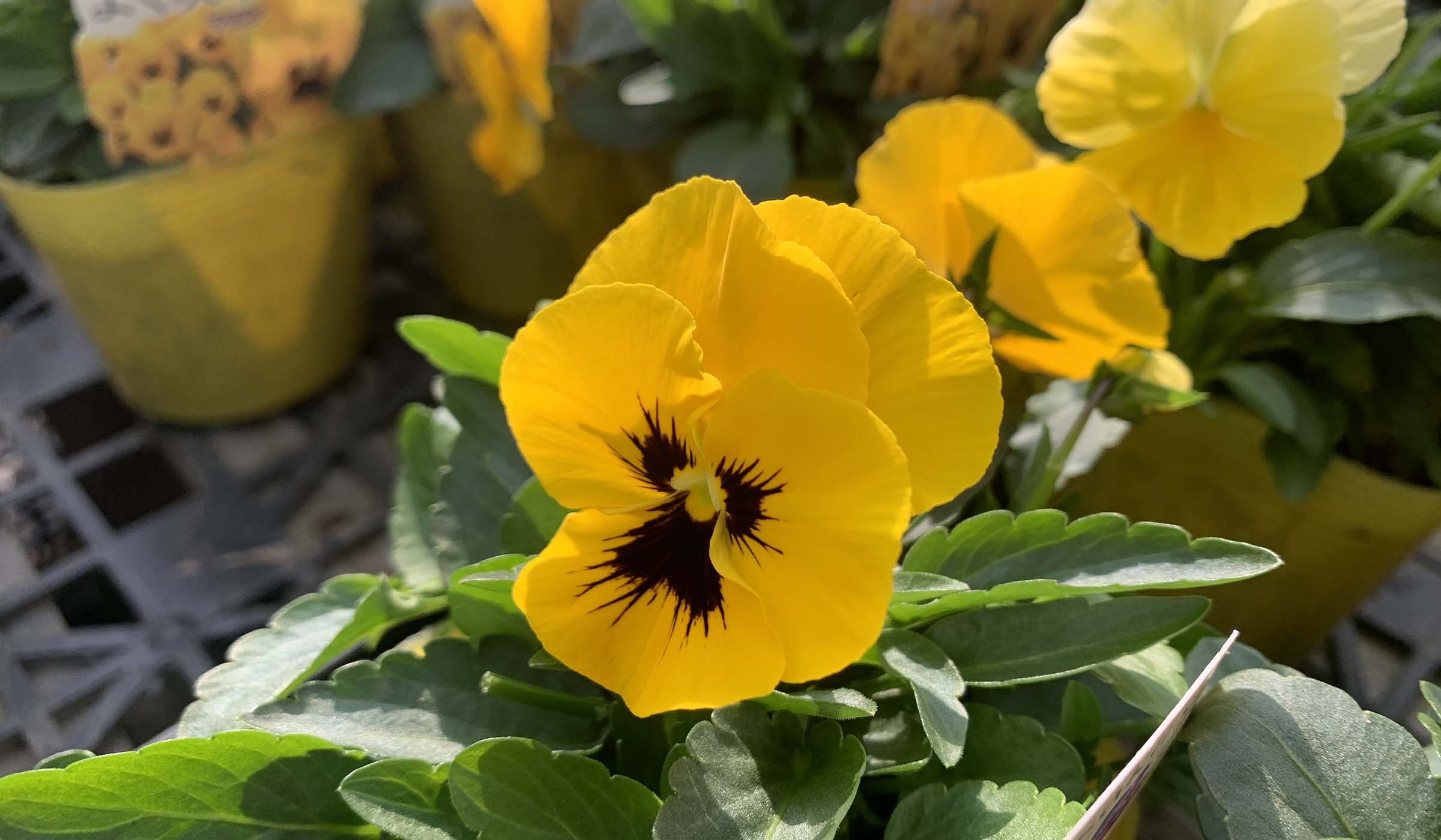 1F|入荷商品ピックアップ 季節の草花など | オザキフラワーパーク 