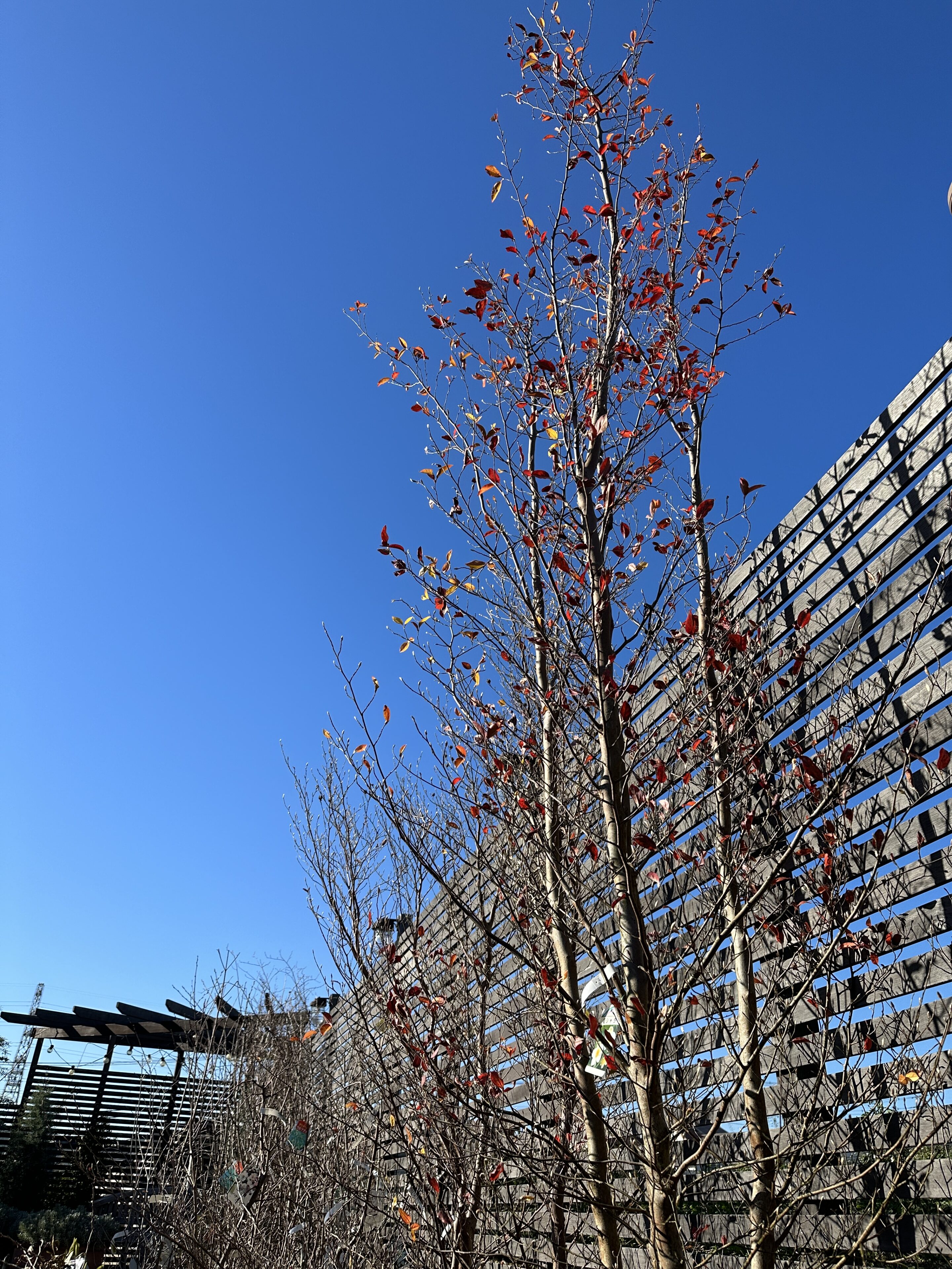 落葉樹入荷ご案内！あのレア商品も…! | オザキフラワーパーク | オザキ