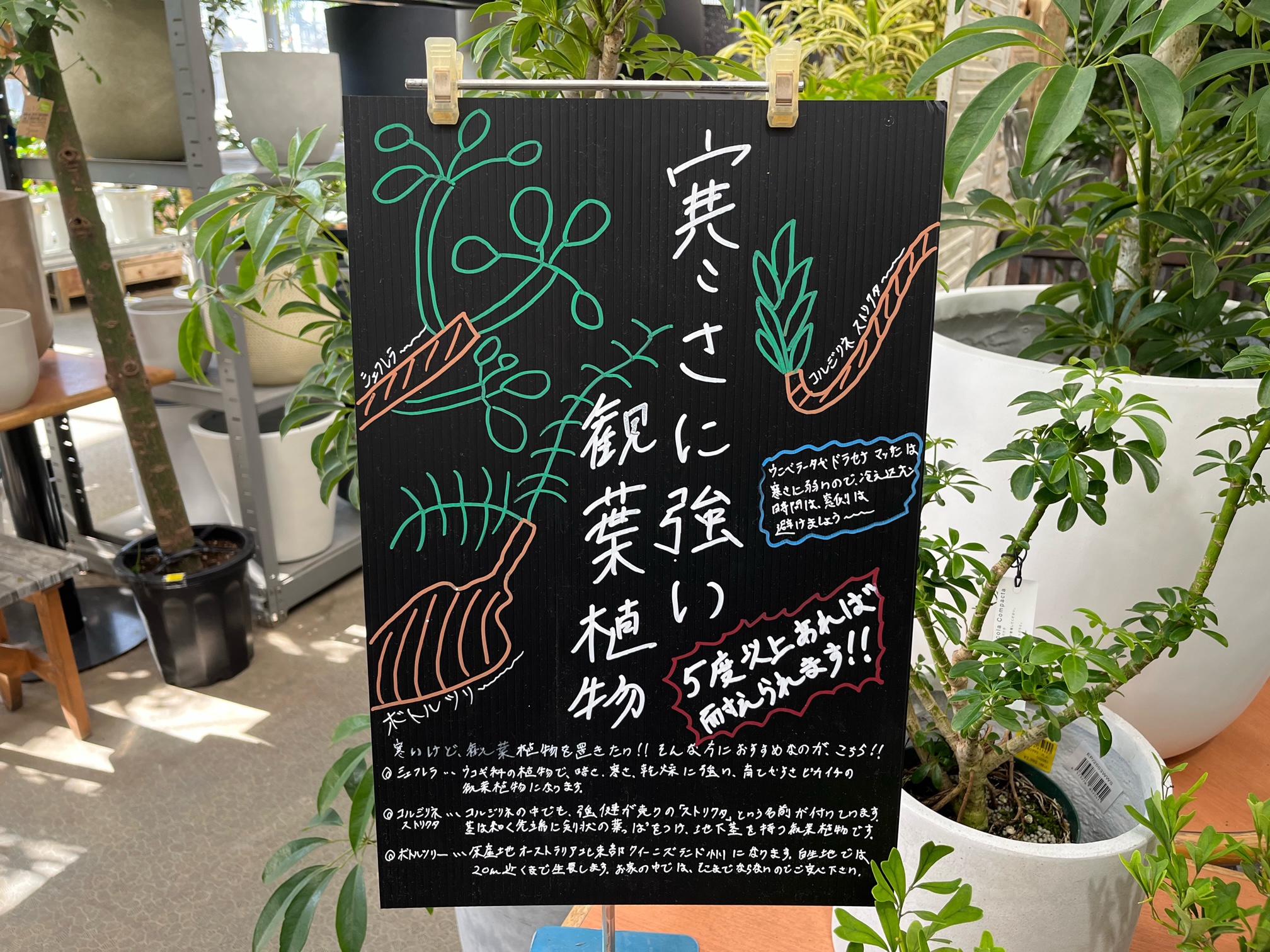 観葉植物　150株以上まとめ売り 観葉植物 150cm」の人気商品一覧 | 安い商品を通販サイトから探す