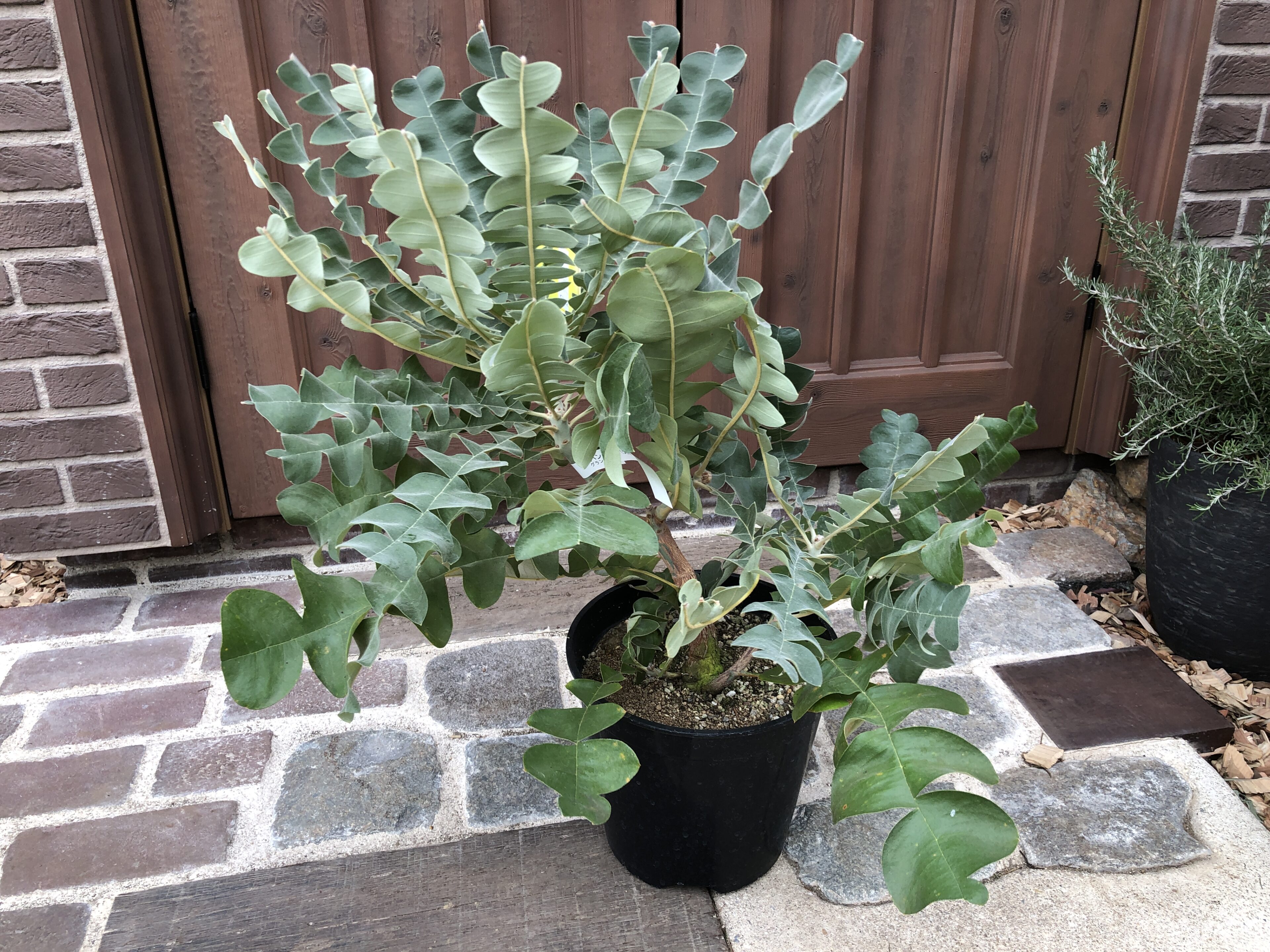 バンクシア ブレクニフォリア オージープランツ - 植物/観葉植物