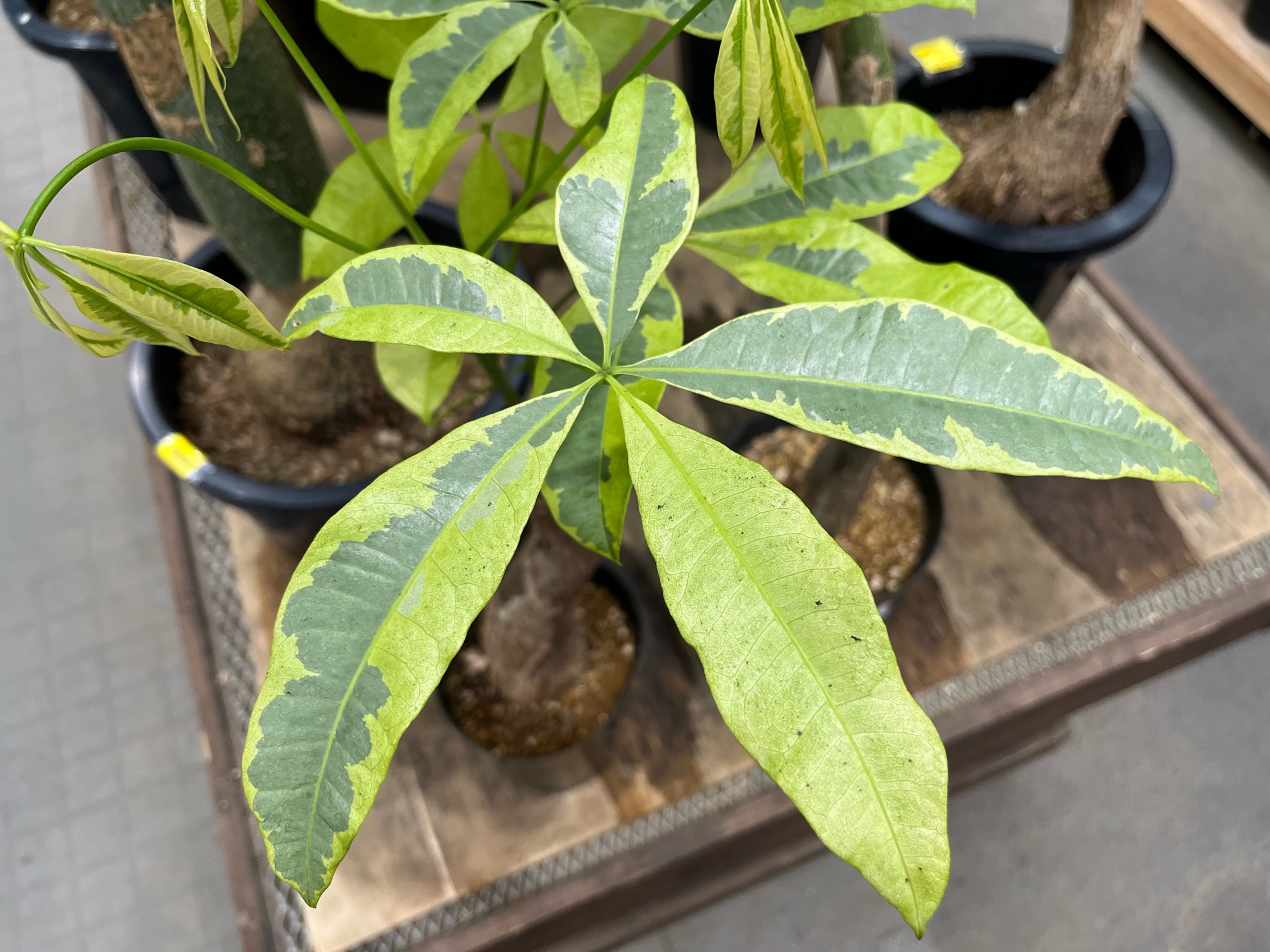 中鉢観葉植物ご紹介、パキラ斑入りあります！！ | オザキフラワーパーク