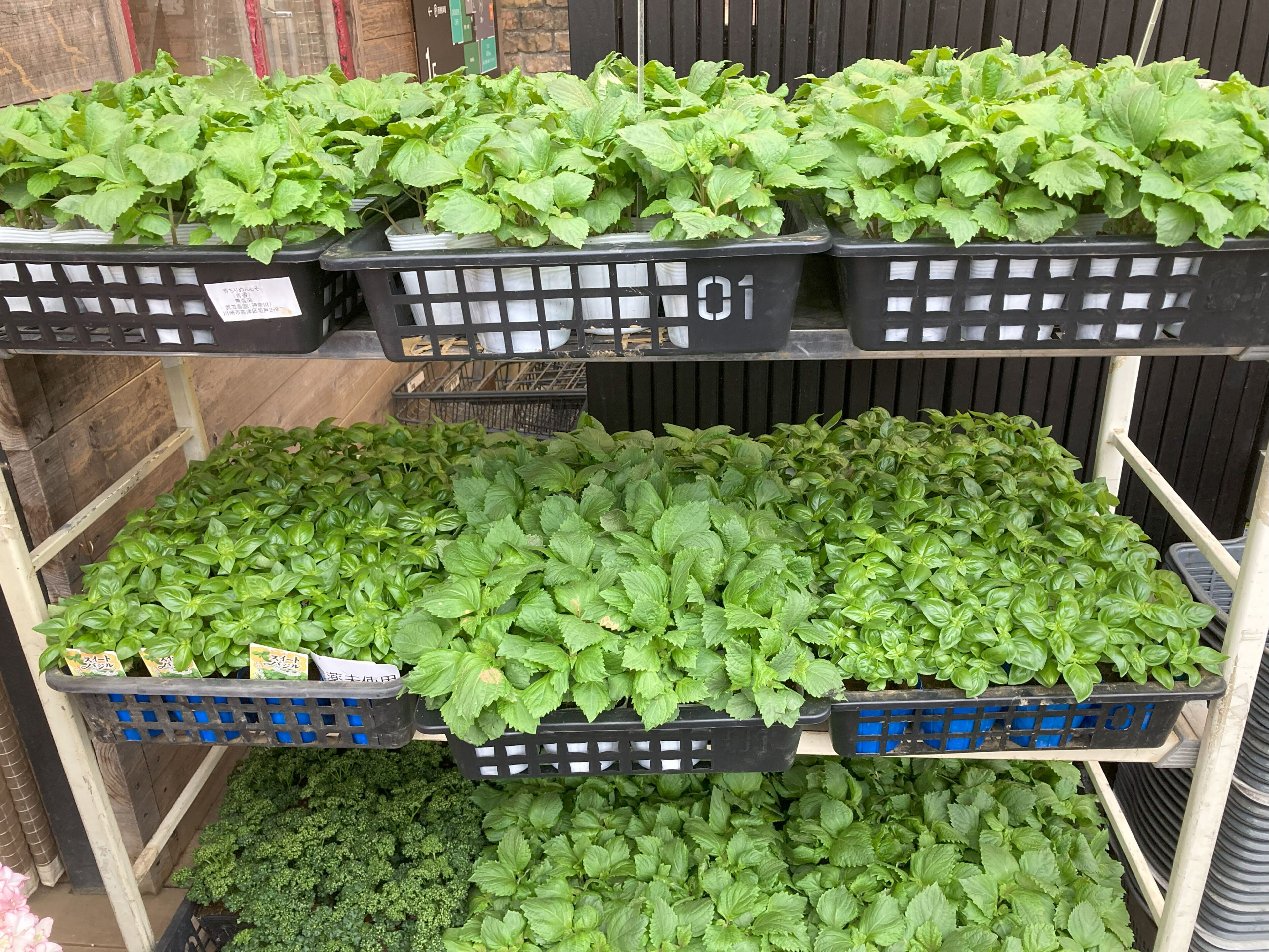 1F野菜売り場より、夏野菜入荷のご案内 | オザキフラワーパーク