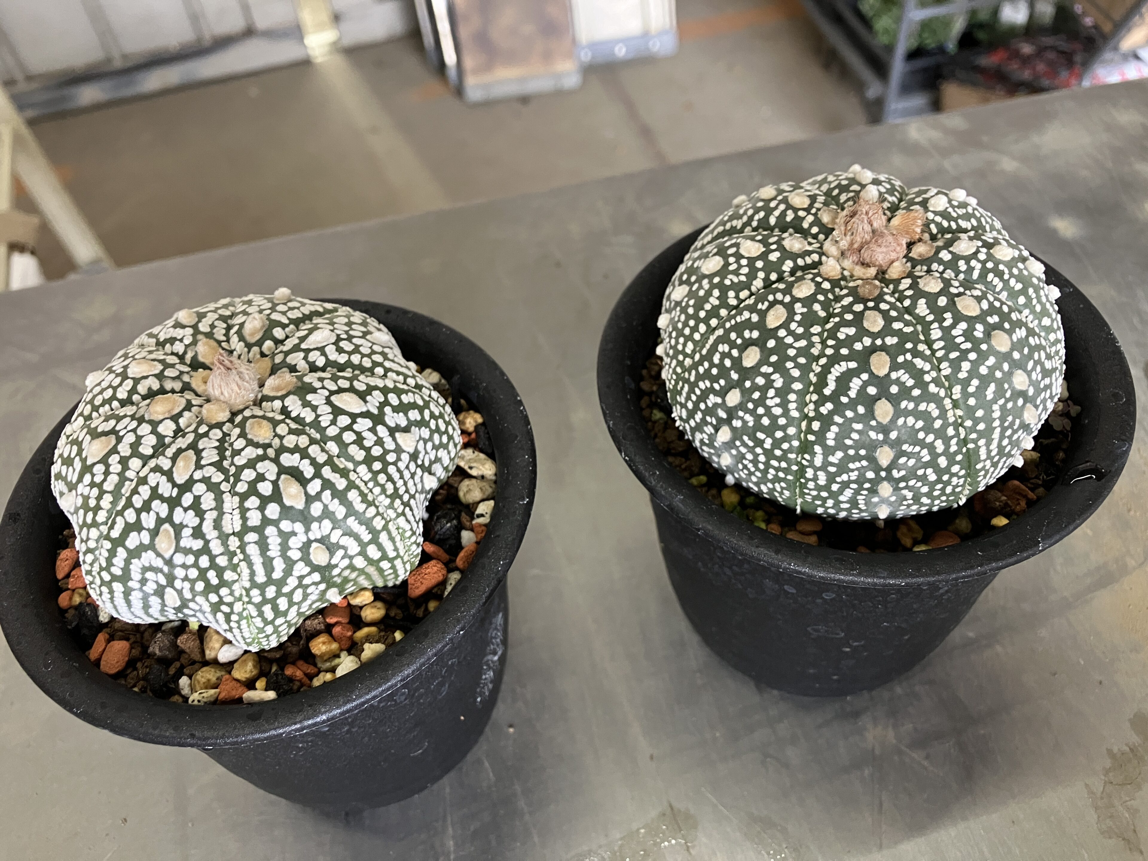 多肉植物 イースターカクタス オレンジ 鳩座 - メルカリ