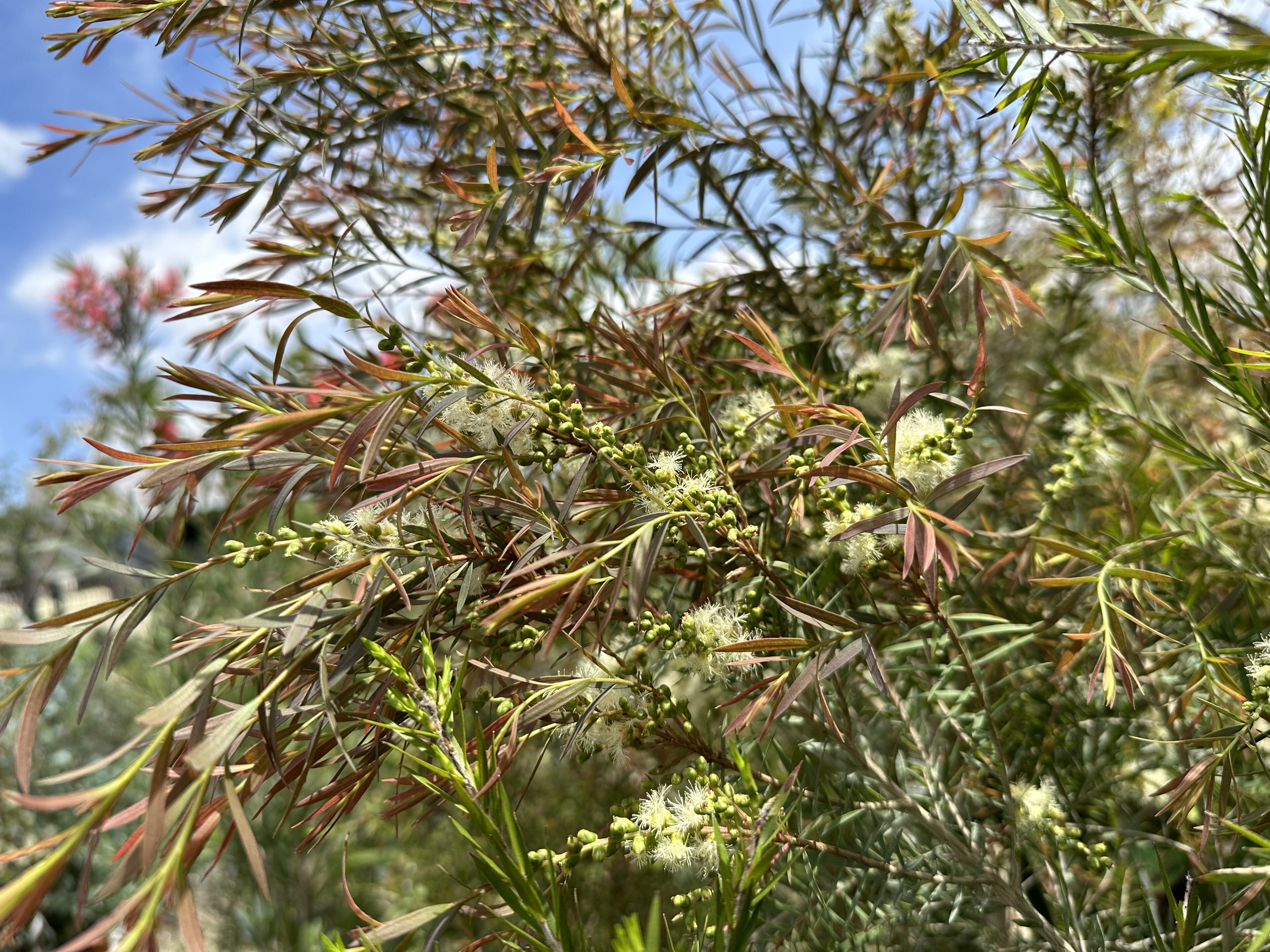 シンボルツリー、香りの樹ご紹介！ | オザキフラワーパーク | オザキ
