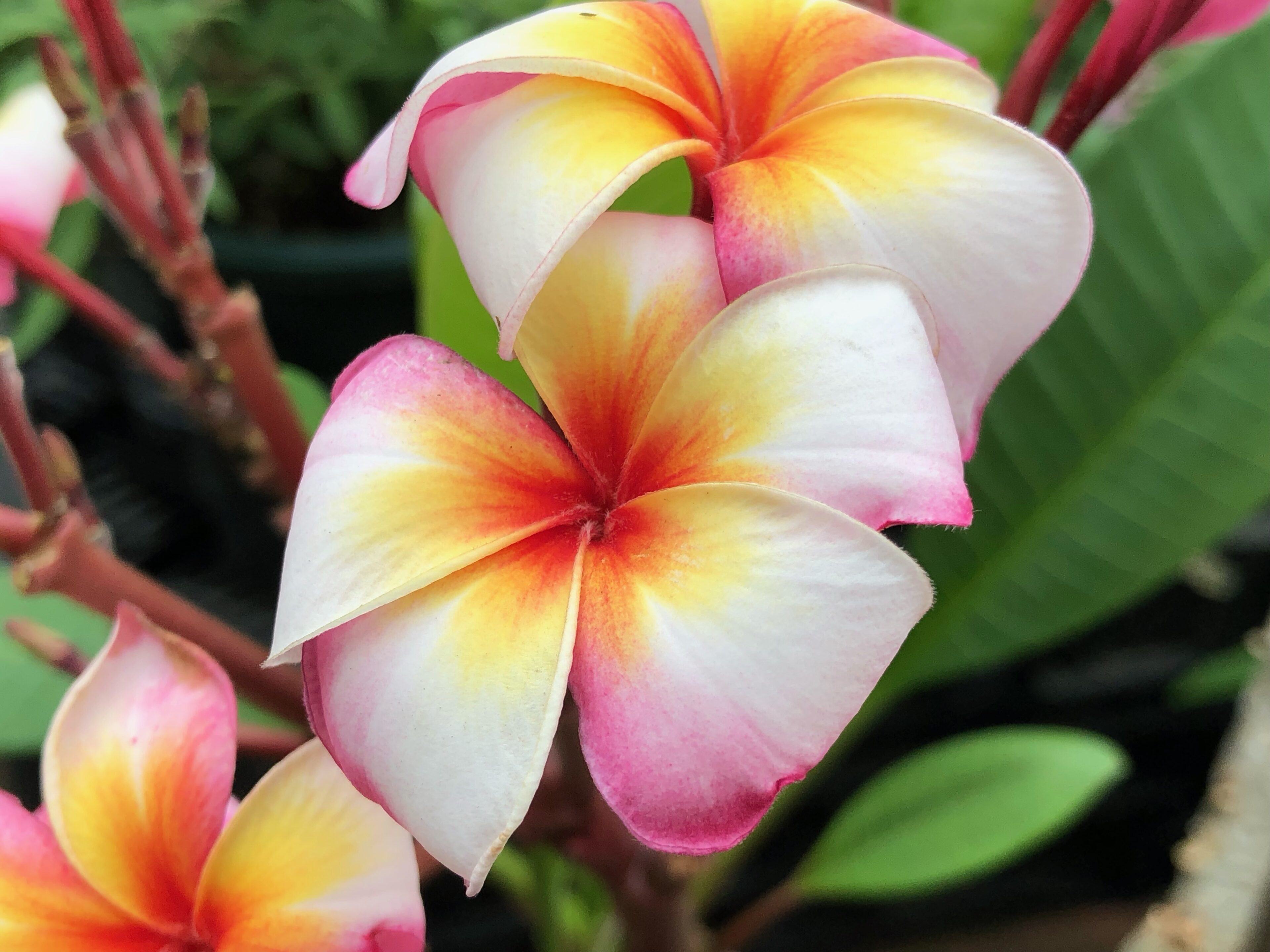 南国の花！「プルメリア」が驚異の40品種！！たくさん入荷しま