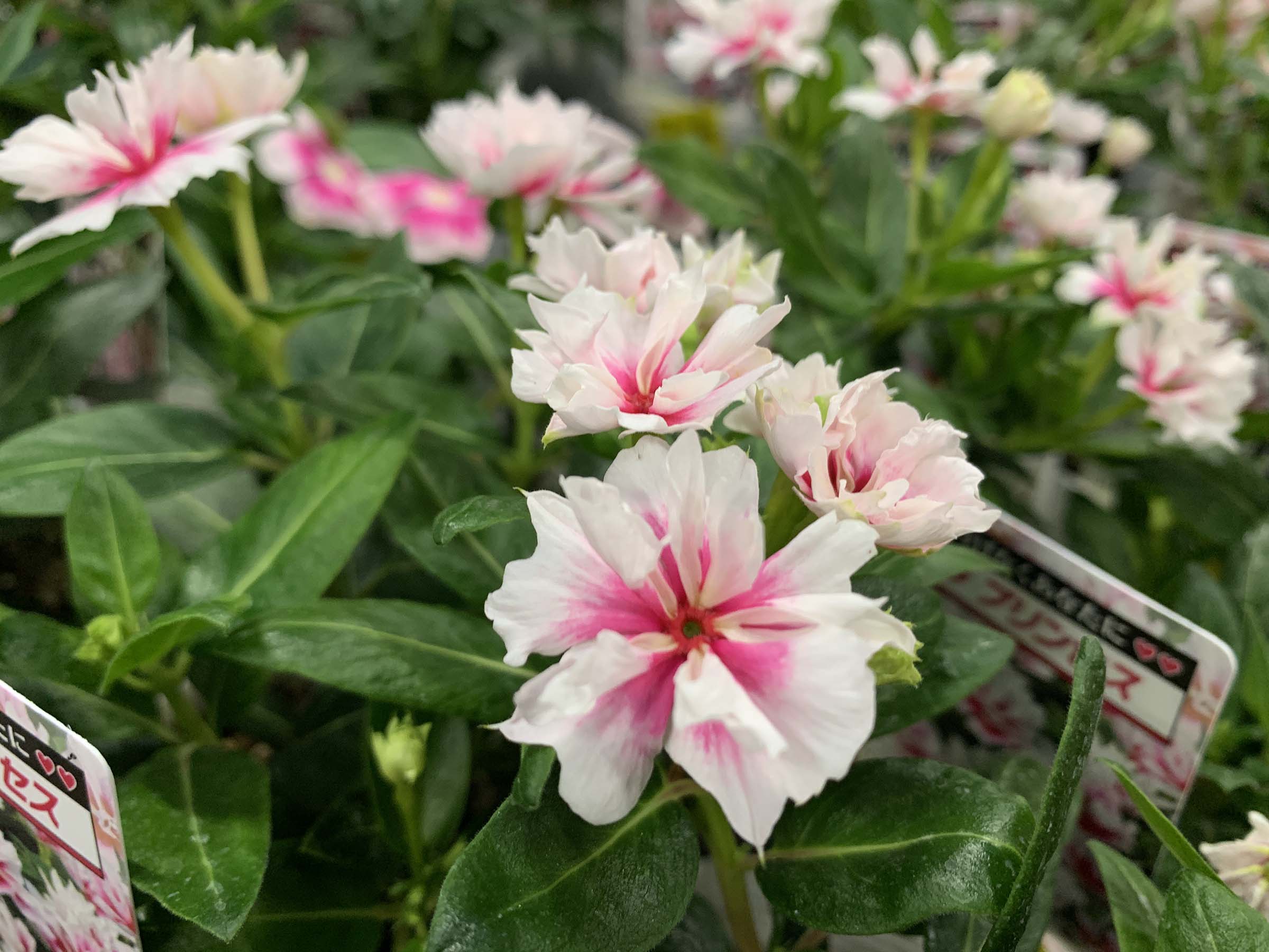 1Fおすすめ入荷商品ピックアップ(日々草など～) | オザキフラワー