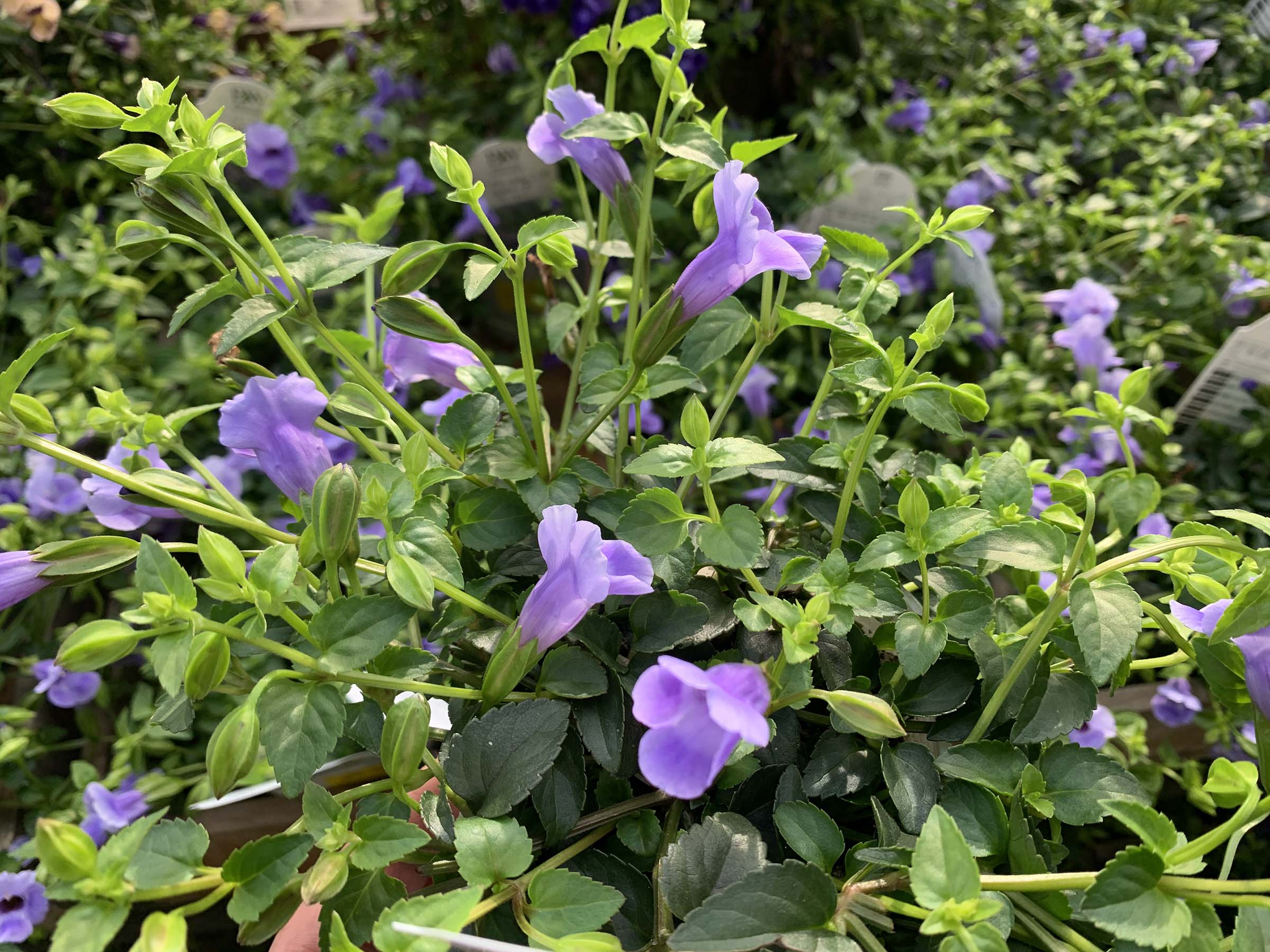 ▽Ec左1017 銘あり 金属製 吊花入 蝙蝠 ブルーリバー.jpg
