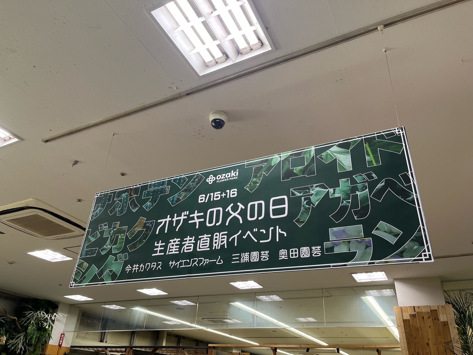 明日、明後日はいよいよ父の日即売会イベントになります！ | オザキ