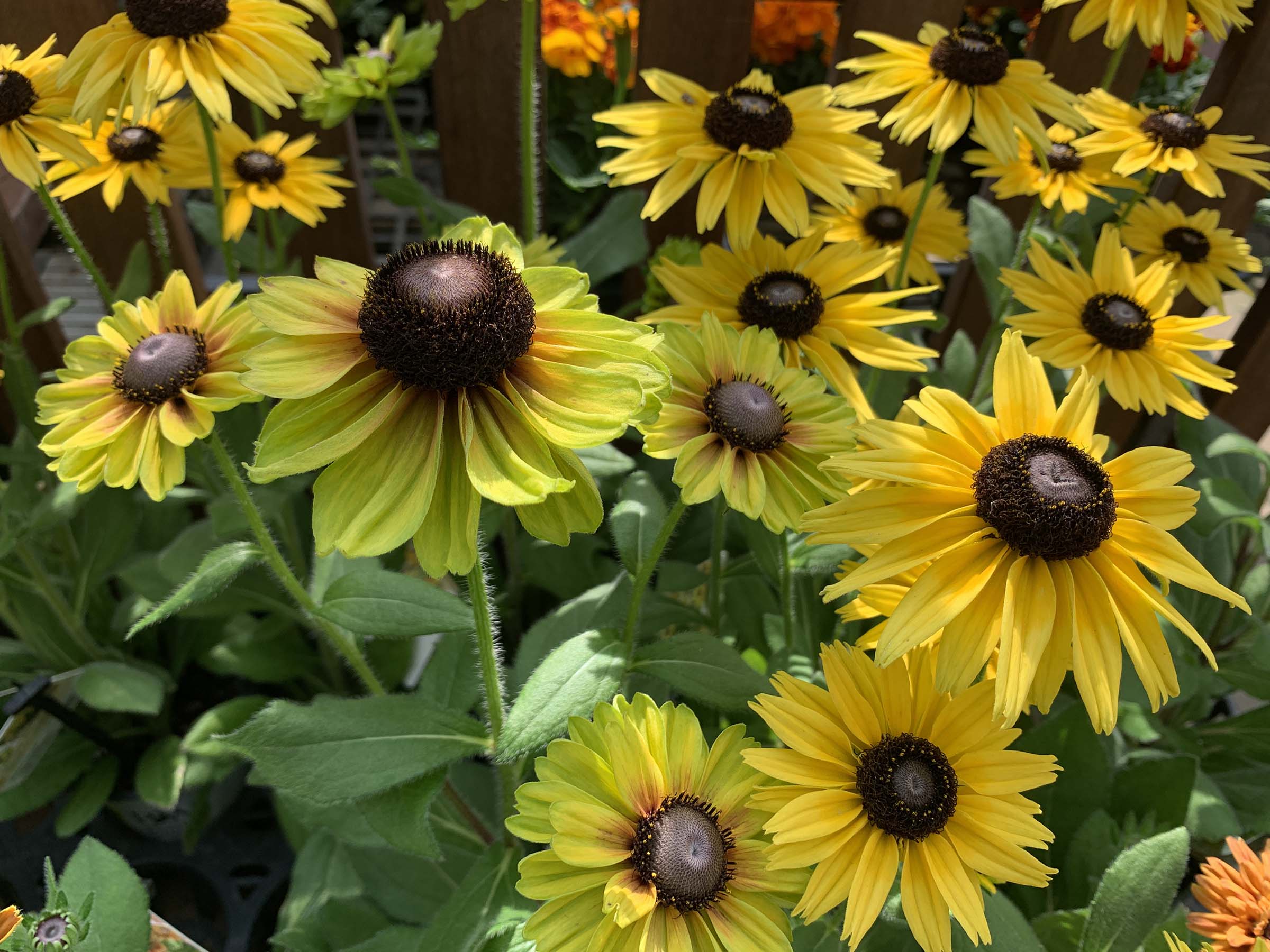 日光ヒバとローズヒップやベルギーナッツを束ねた長めの　冬に飾る　スワッグ 日光ヒバとローズヒップやベルギーナッツを束ねた長めの冬に飾る