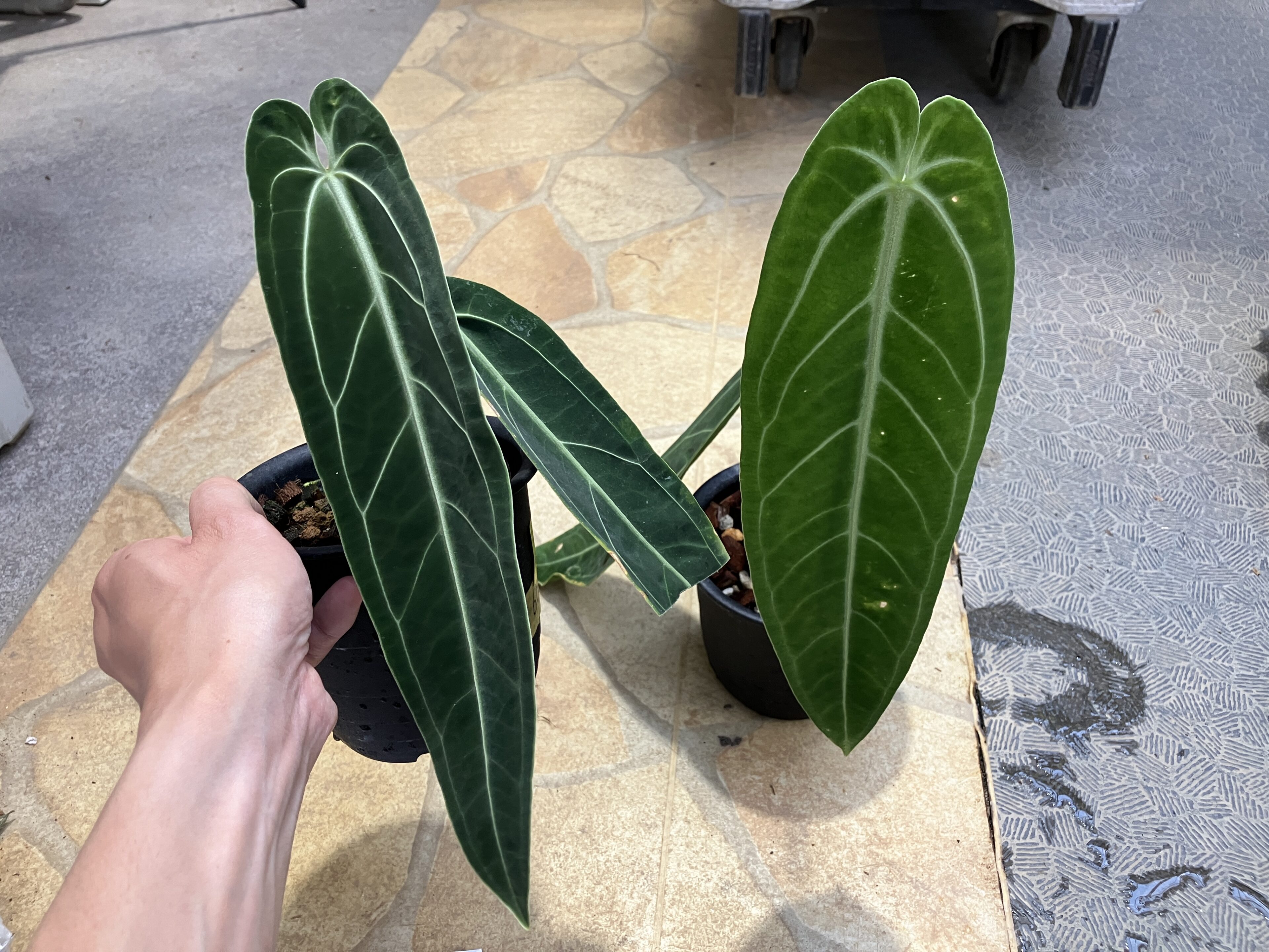 今週の湿度系ショーケース Aglaonema Anthurium Spathiphyllum | オザキフラワーパーク