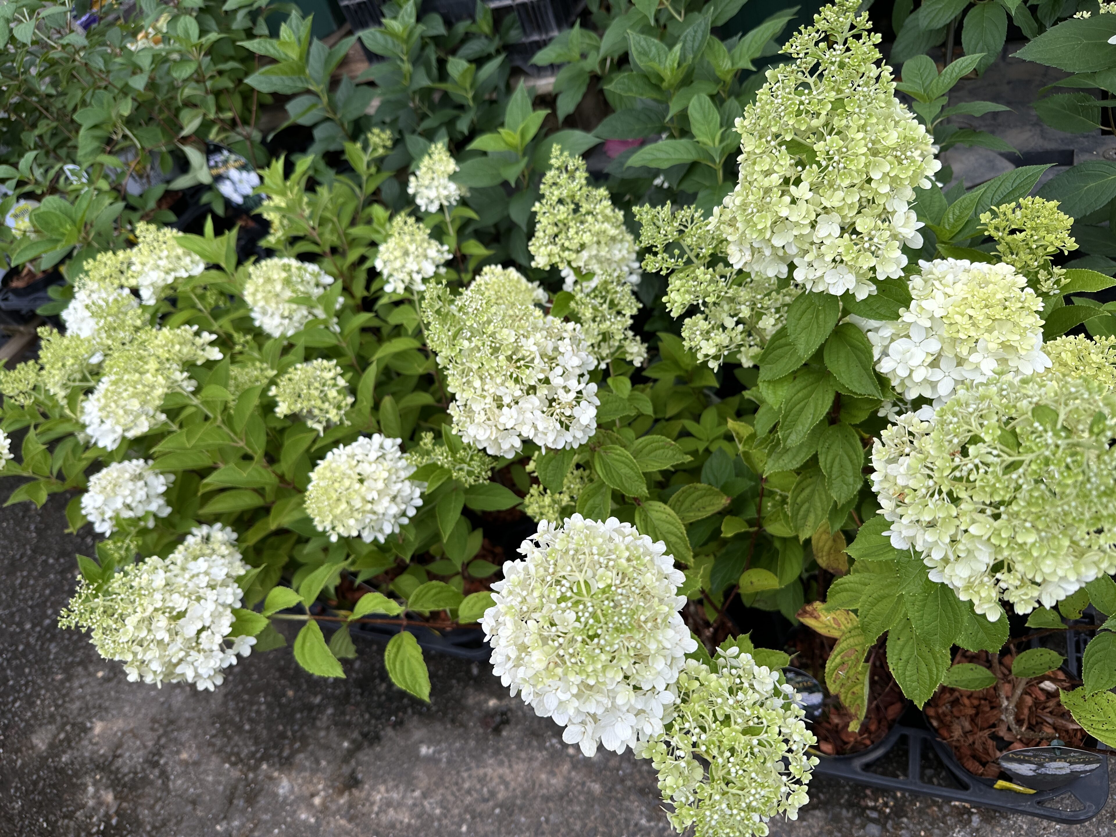 植木売場より入荷ご案内！開花ノリウツギも大量に！ | オザキフラワー