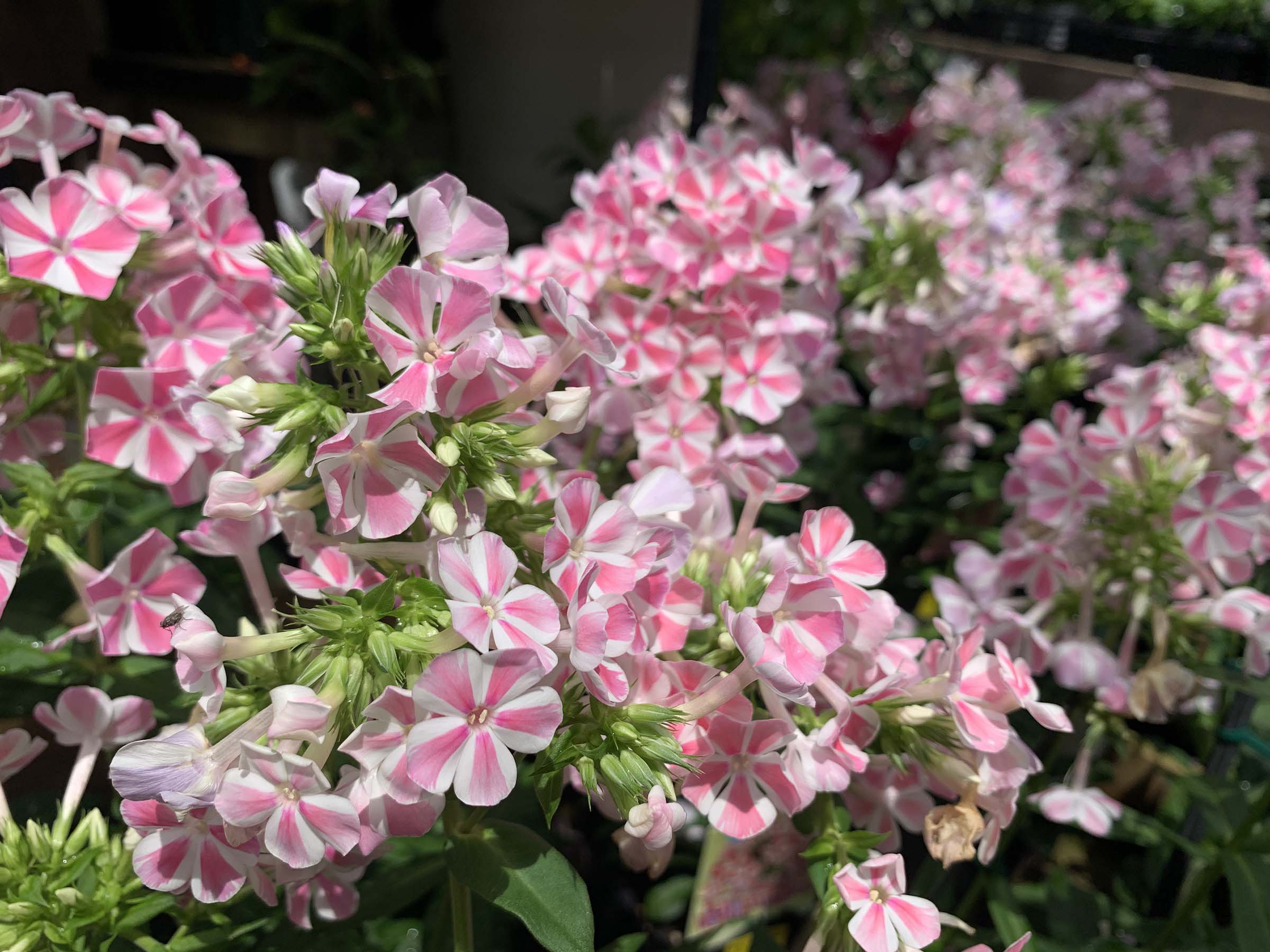 おすすめ商品ピックアップ(暑さに強いお花!) | オザキフラワーパーク