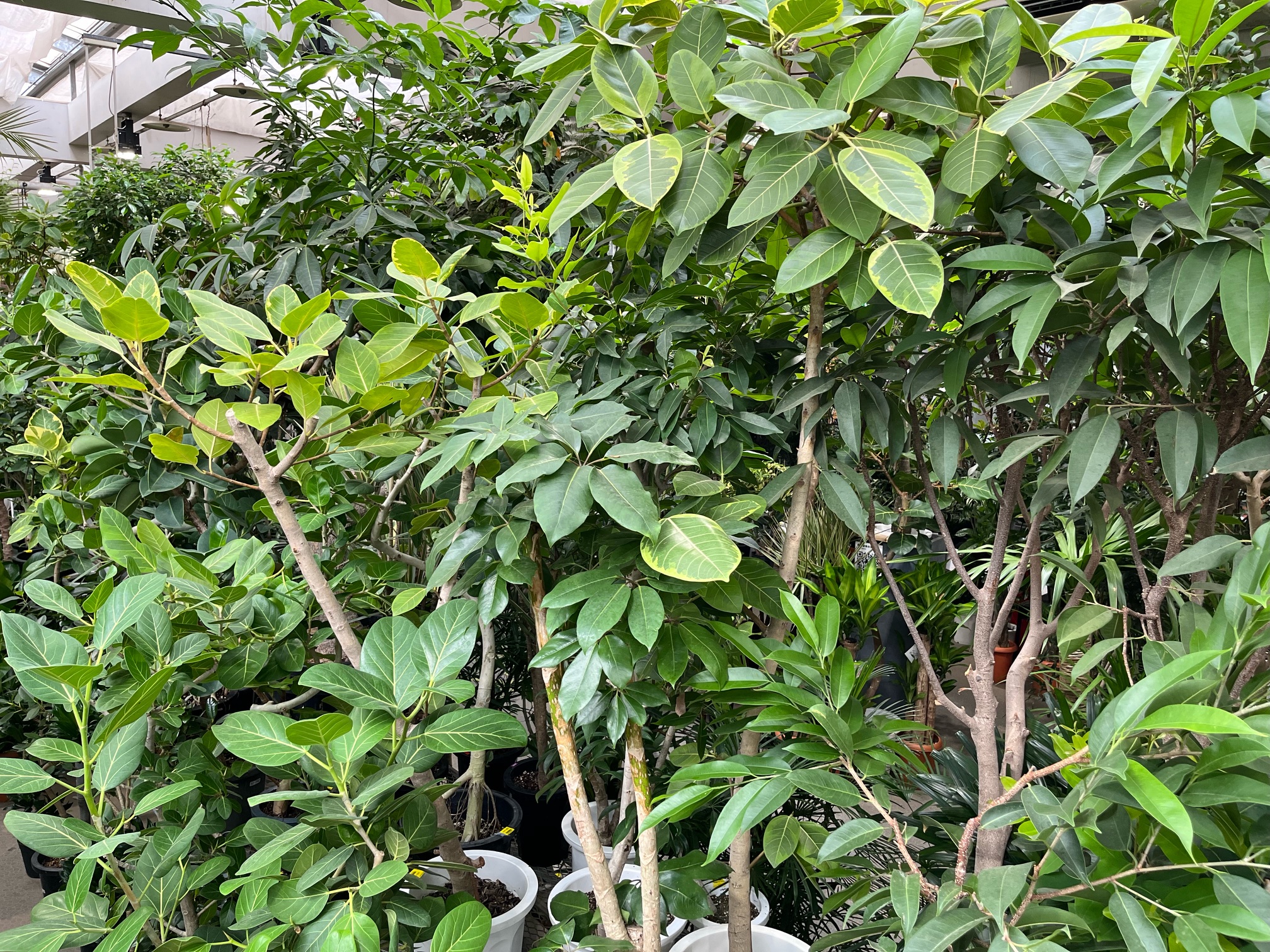 セールまで残り僅か！担当オススメ観葉植物！！ | オザキ