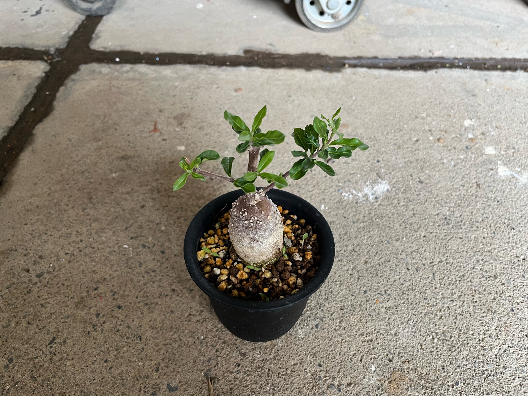 おすすめの乾きもの植物ご紹介！久々登場火星人！！ | オザキフラワー