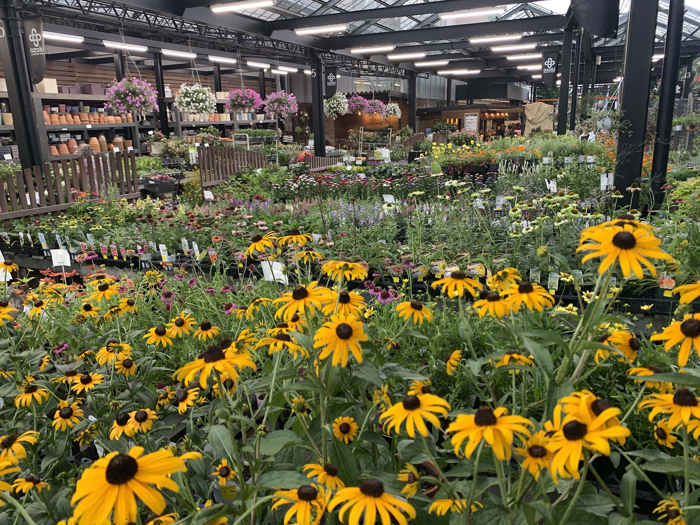 夏のセールまであと1日！！花苗売場より現場報告! | オザキフラワーパーク